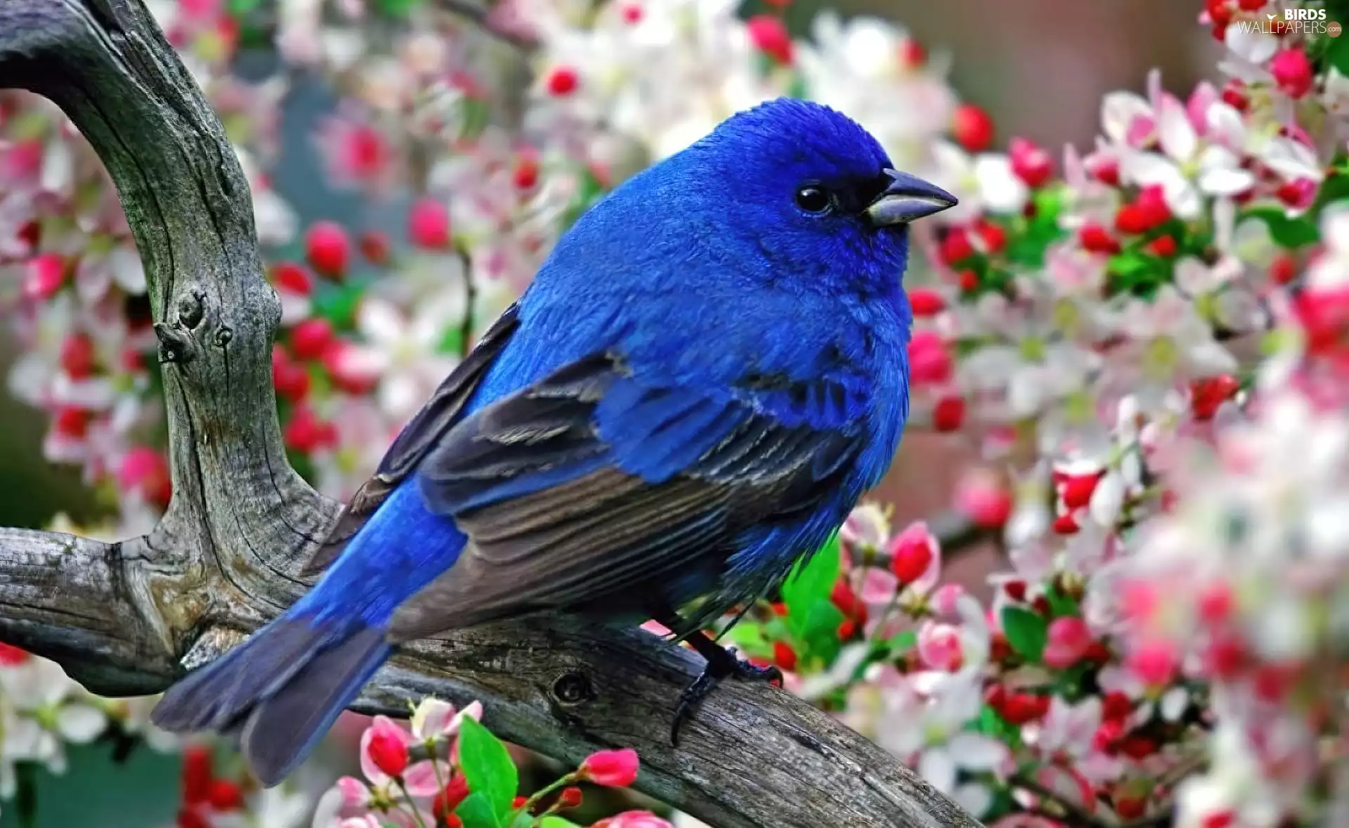 bunting, blue, birdies