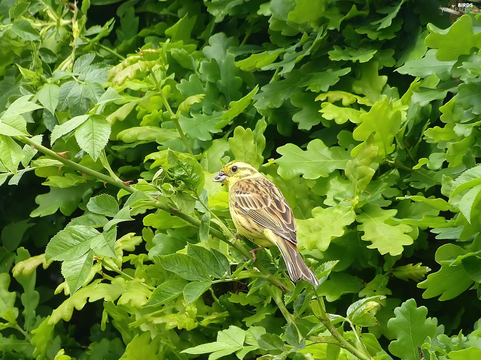 bunting, leaves