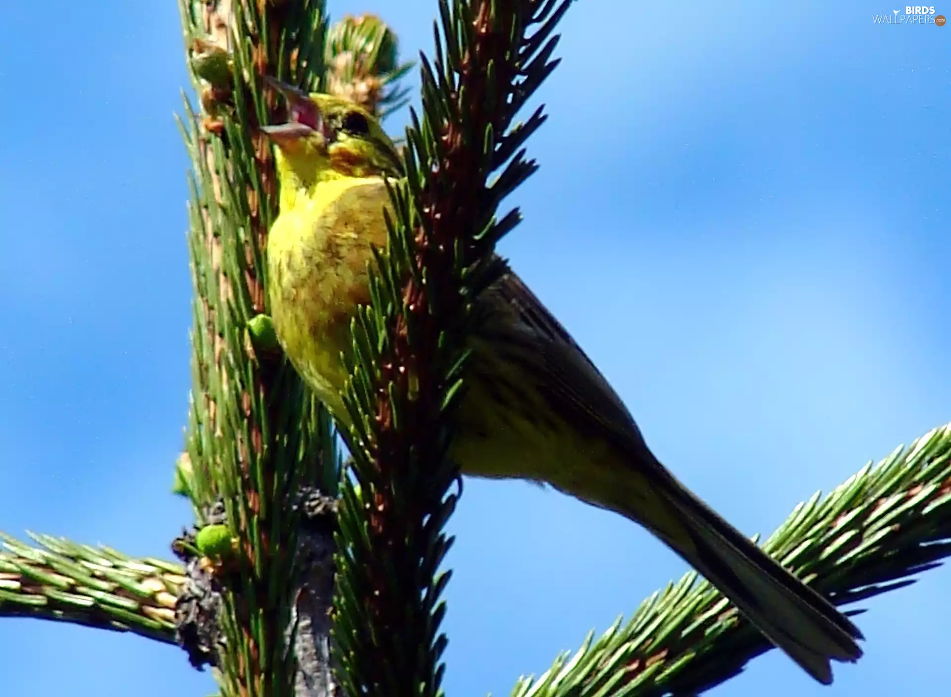 singing, Softwood, trees, bunting