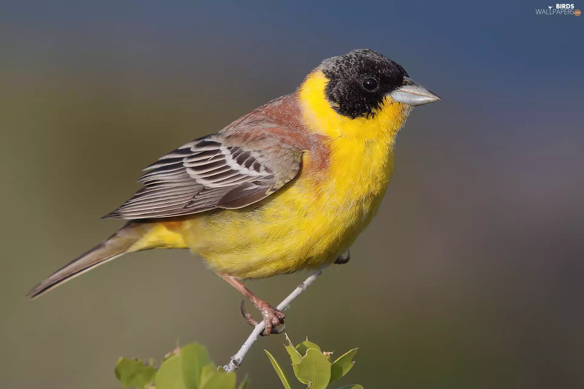 Bunting Blackhead, twig