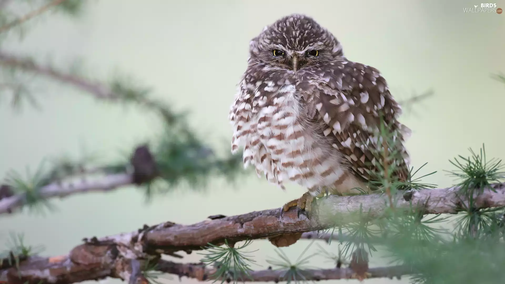 owl, Burrowing Owl, twig, Erect