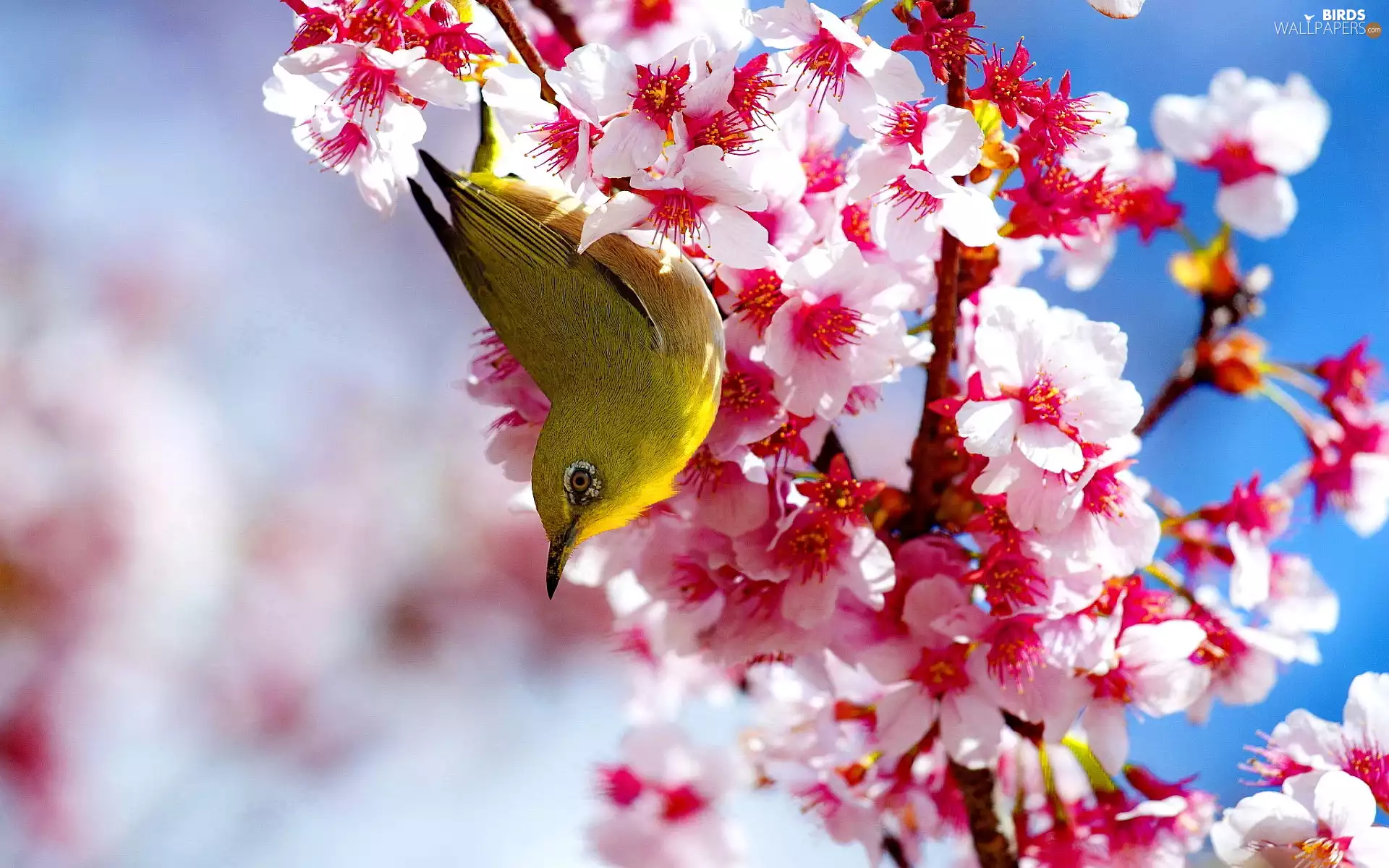flower, Yellow, Bird, Bush