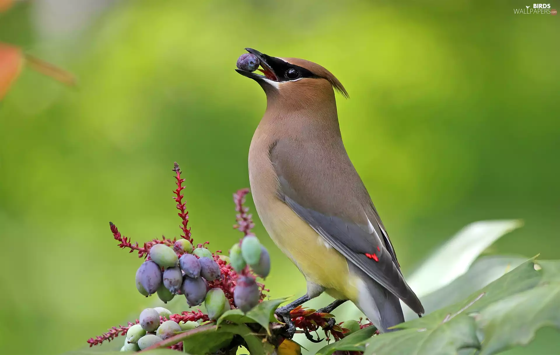 bush, Waxwing, Fruits