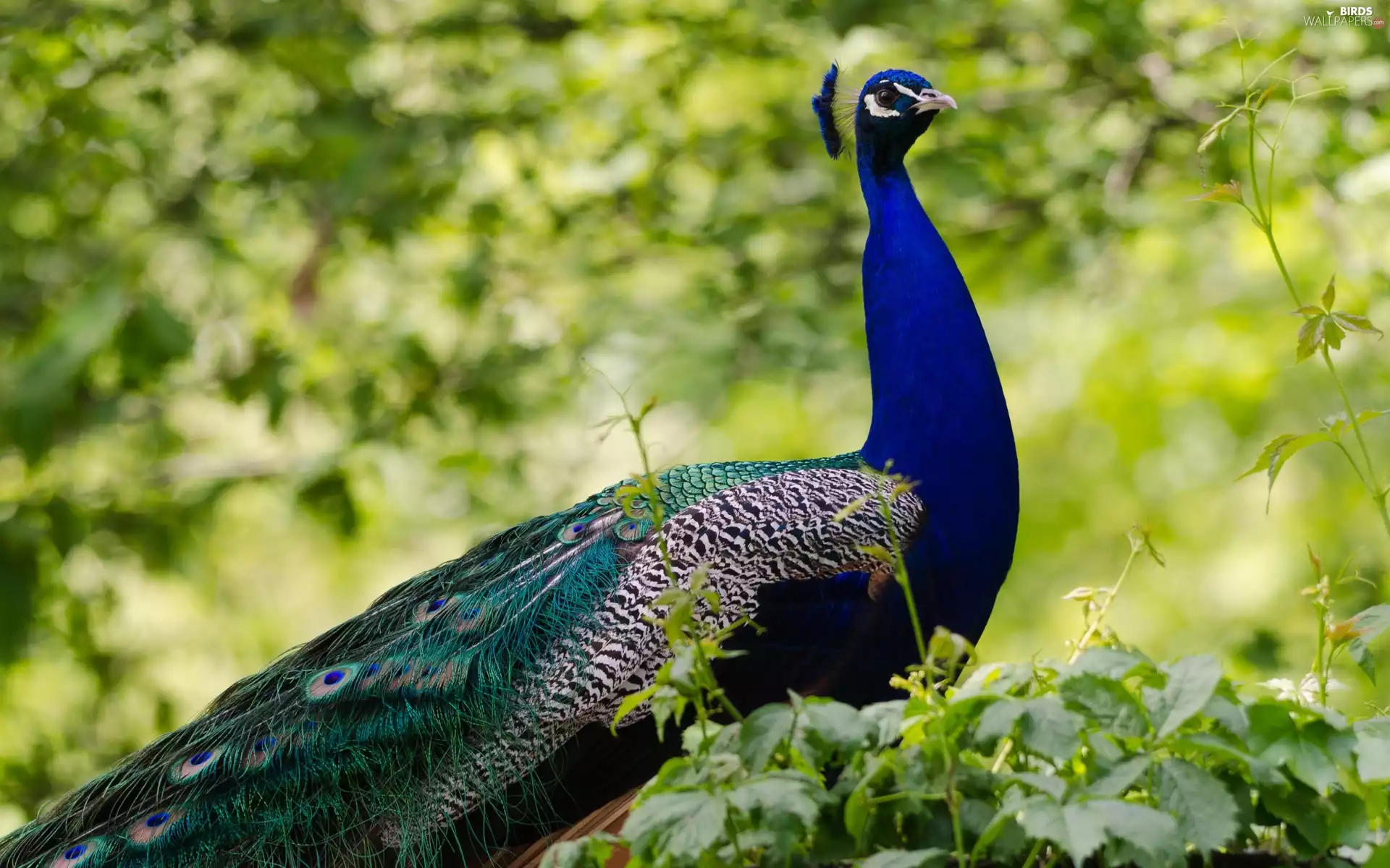peacock, trees, viewes, Bush