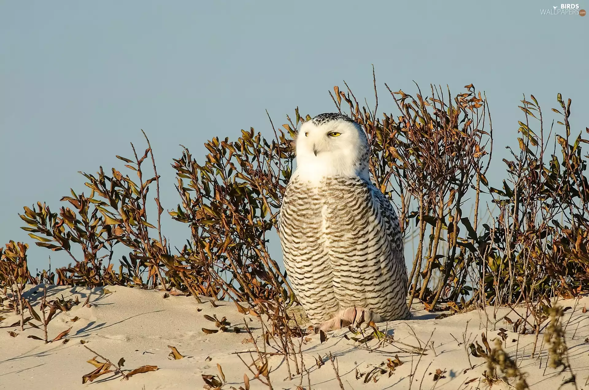 Bush, owl, Sand