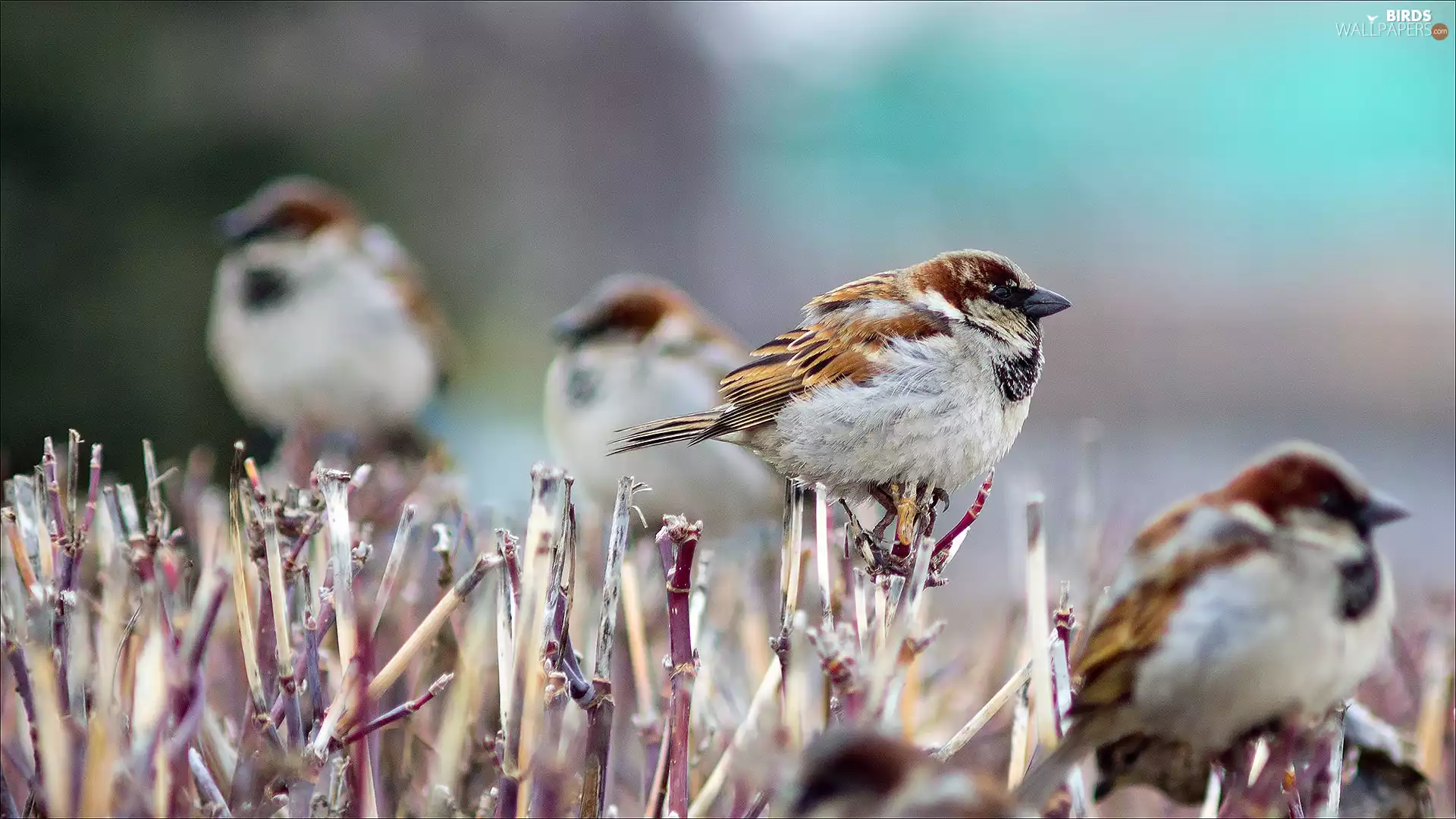 bushes, Sparrows, sparrows