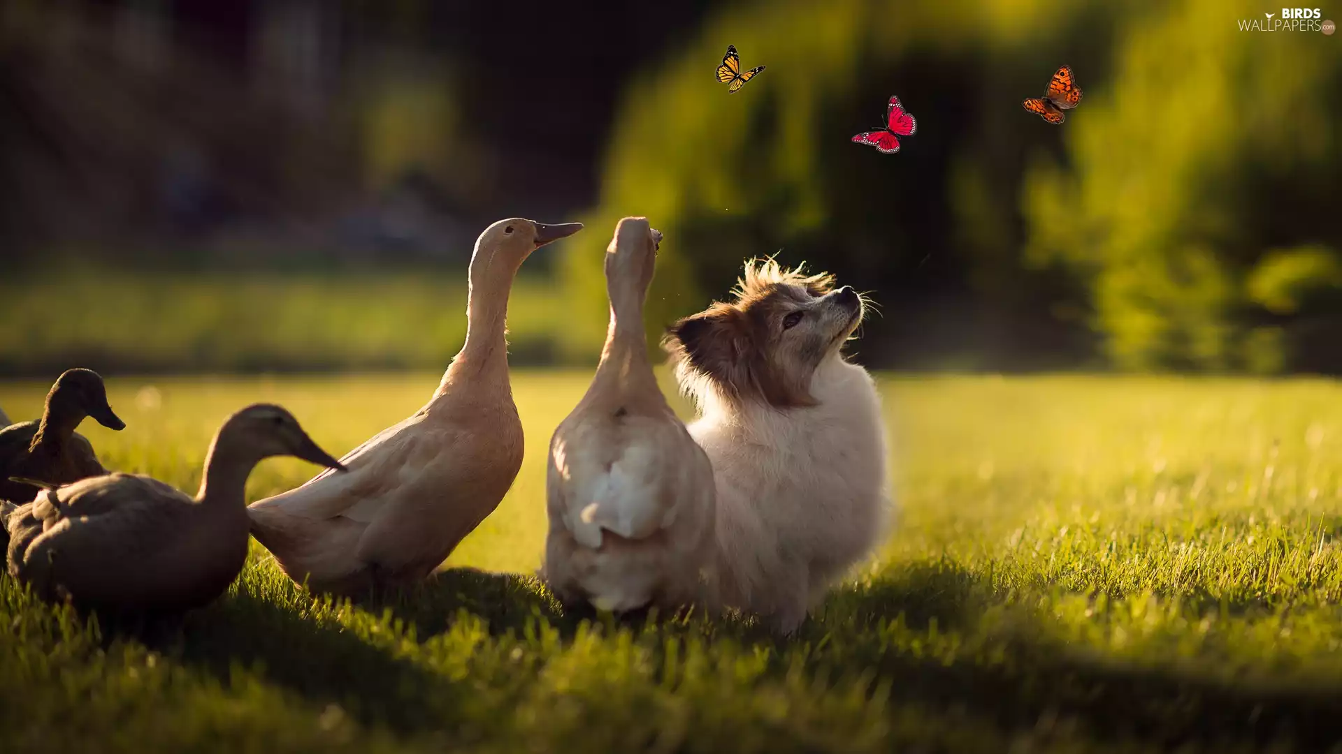 butterflies, ducks, dog