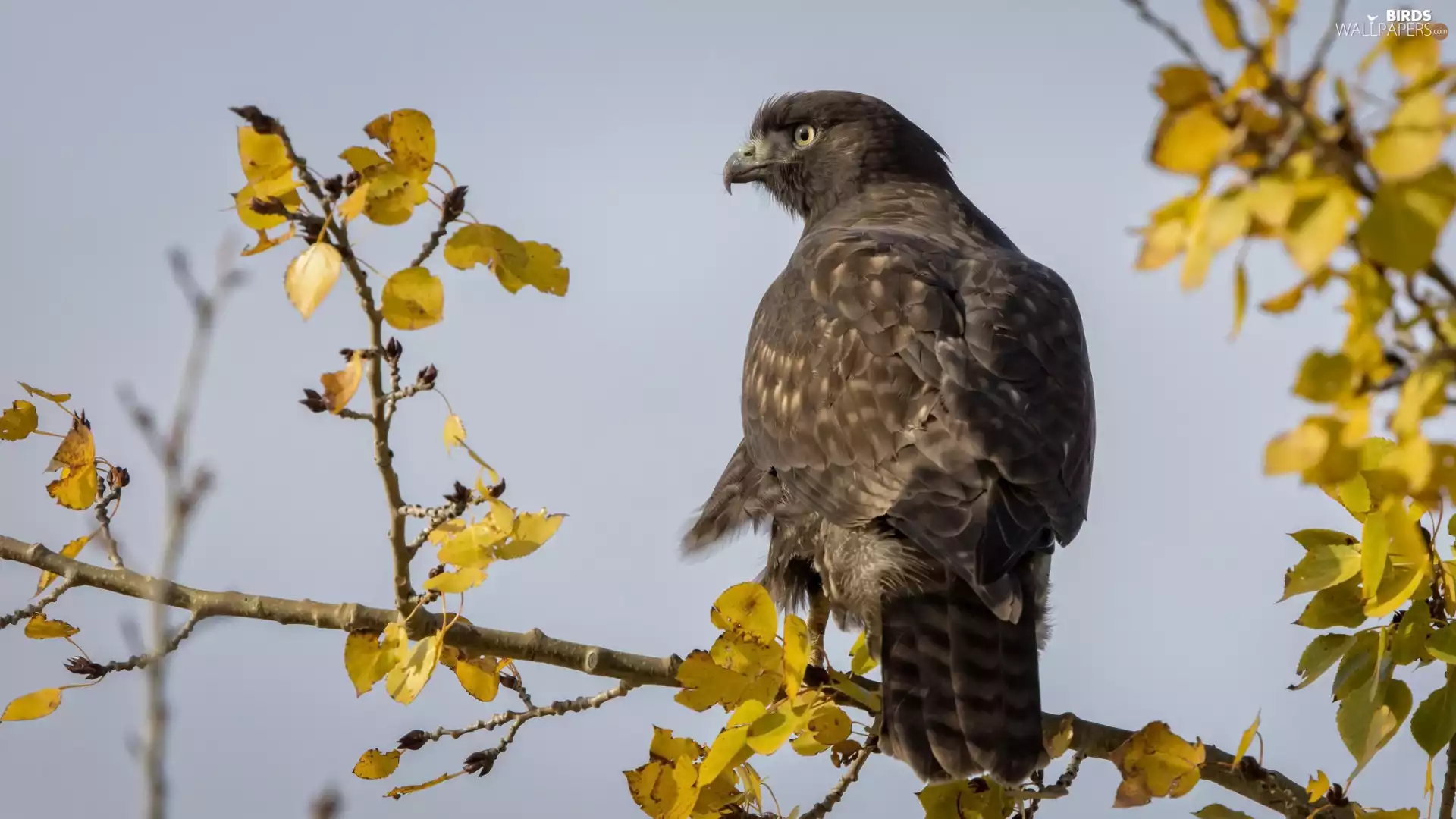 Bird, branch, Leaf, buzzard