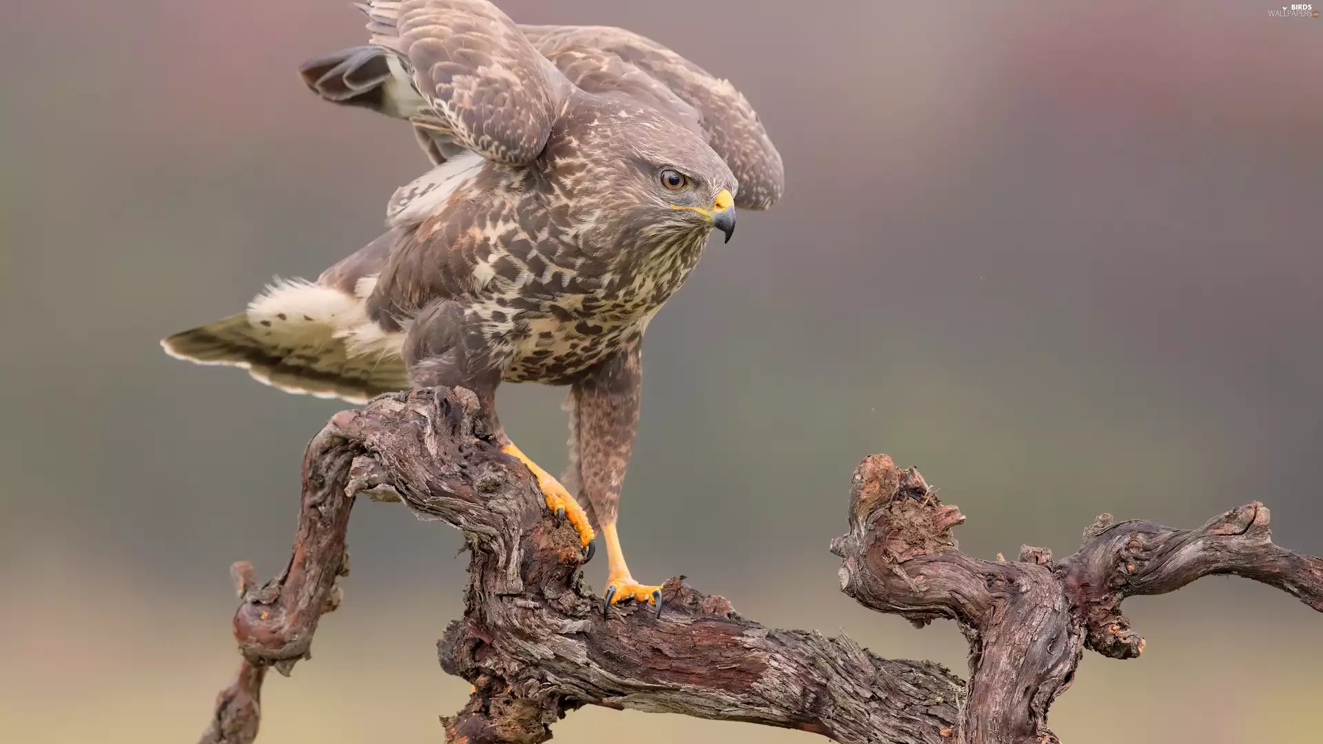 branch, Bird, Common Buzzard