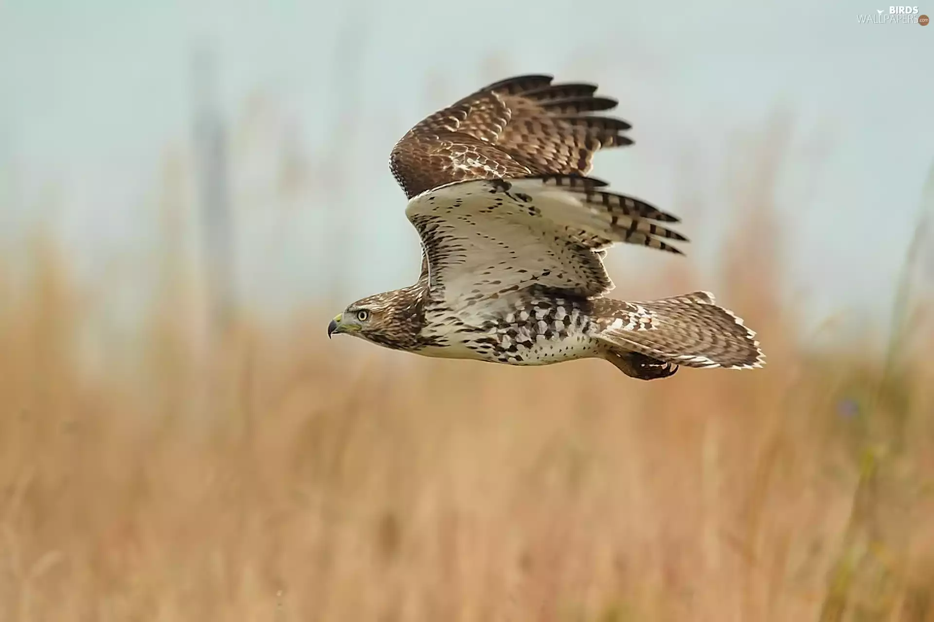 buzzard, flight