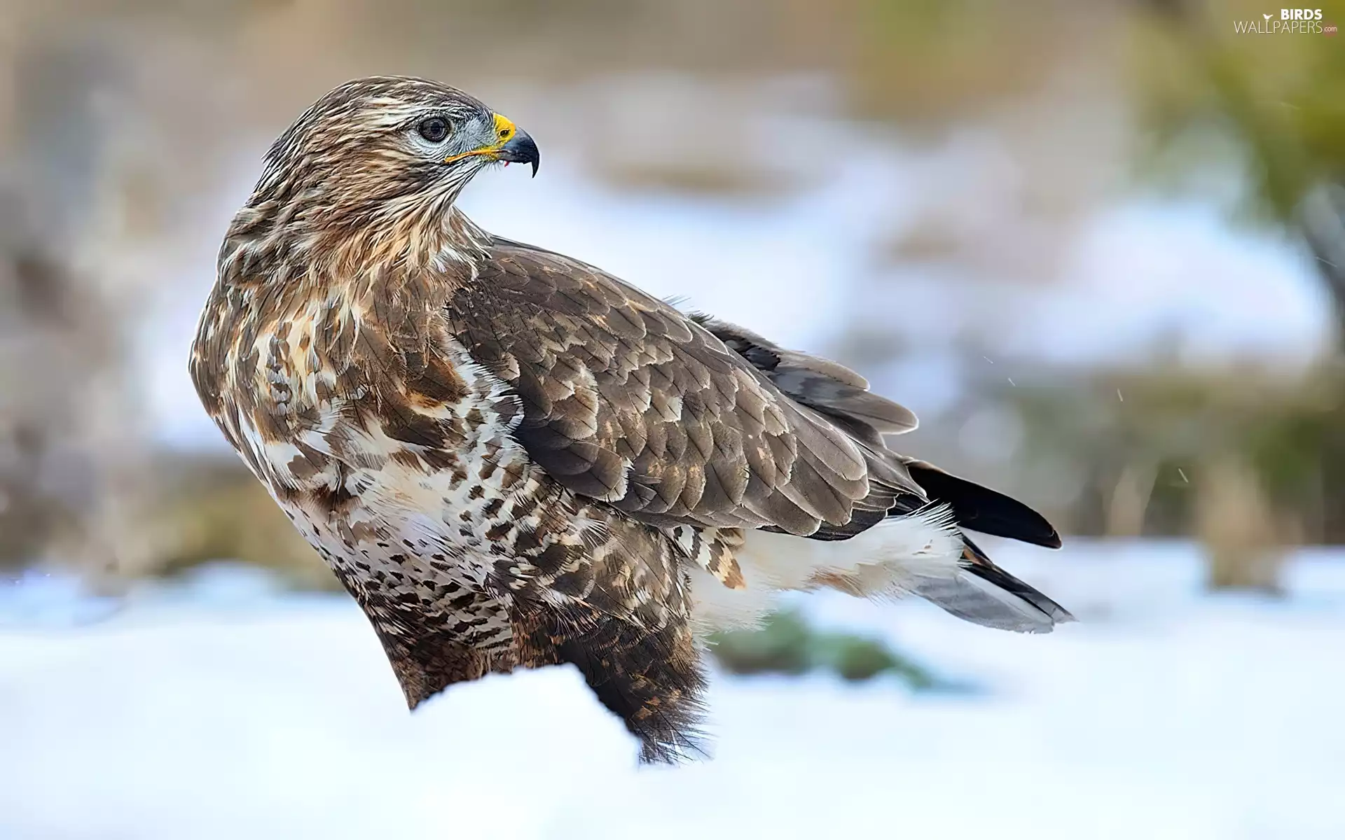 buzzard, winter