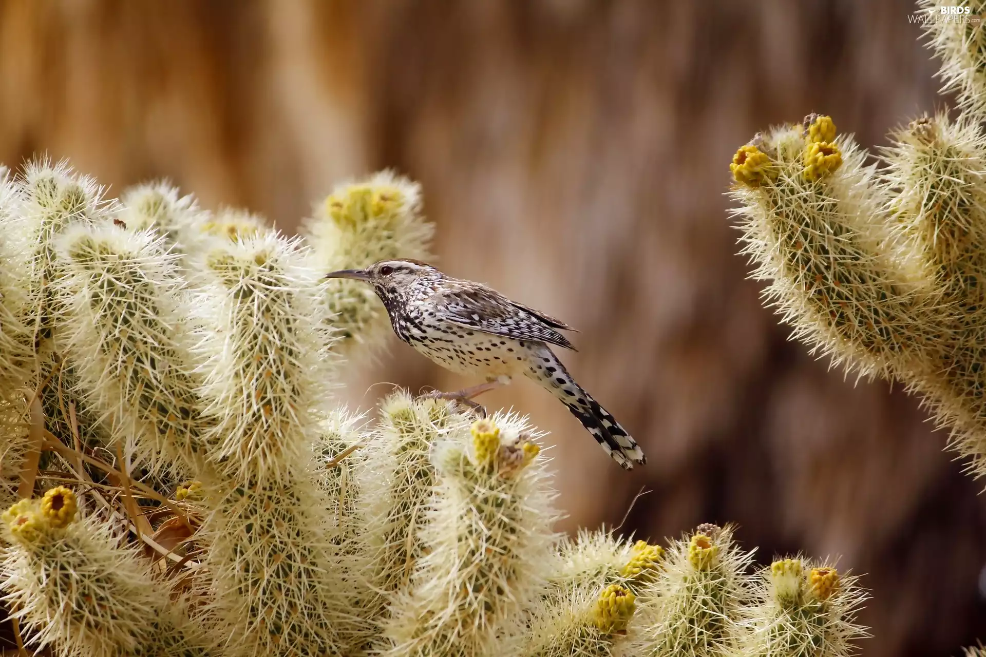 Cactus, Cactus Wren