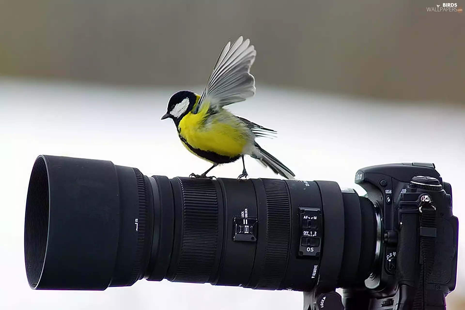 tit, Camera, photographic, Great Tit