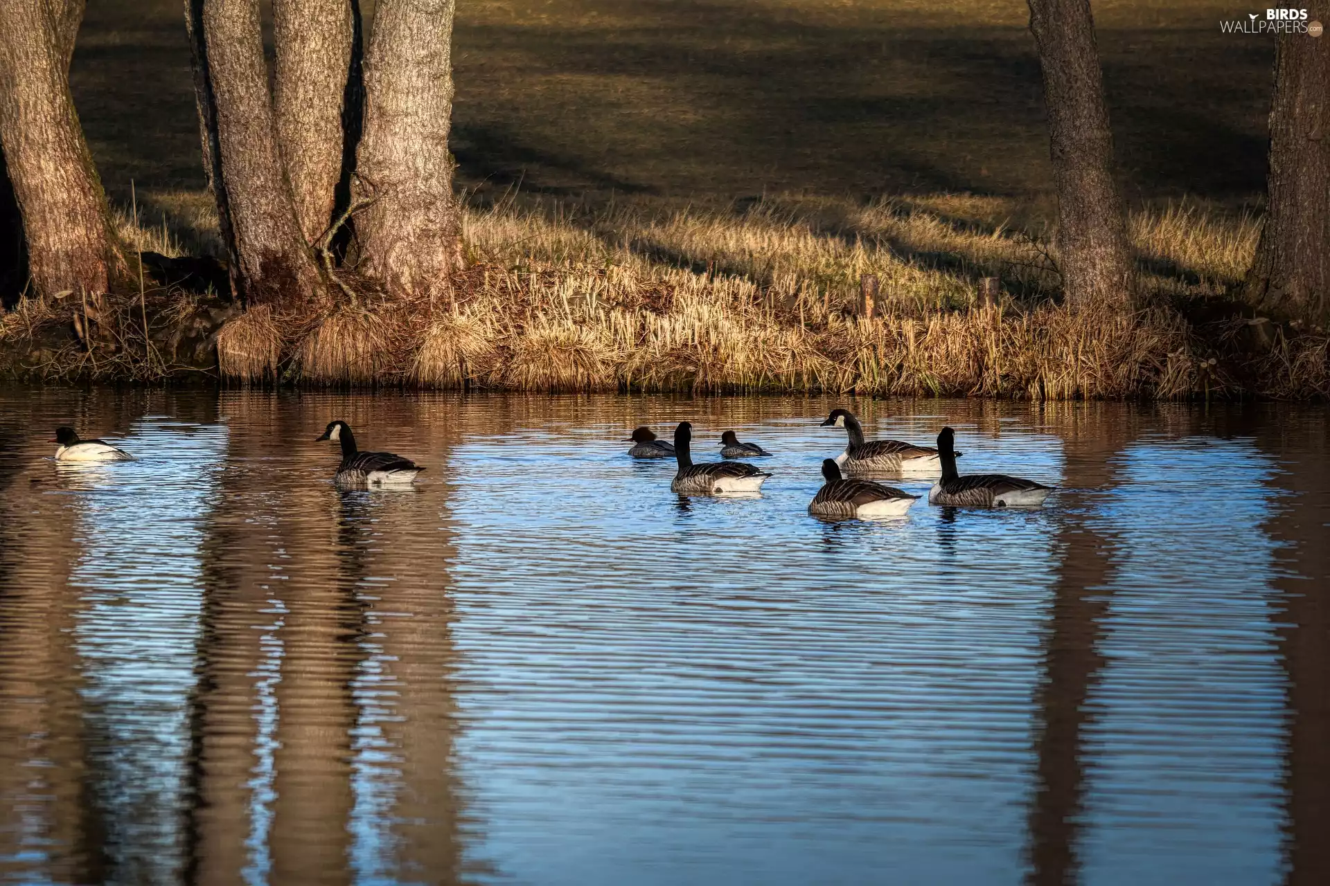 viewes, Pond - car, Canada Goose, trees, geese