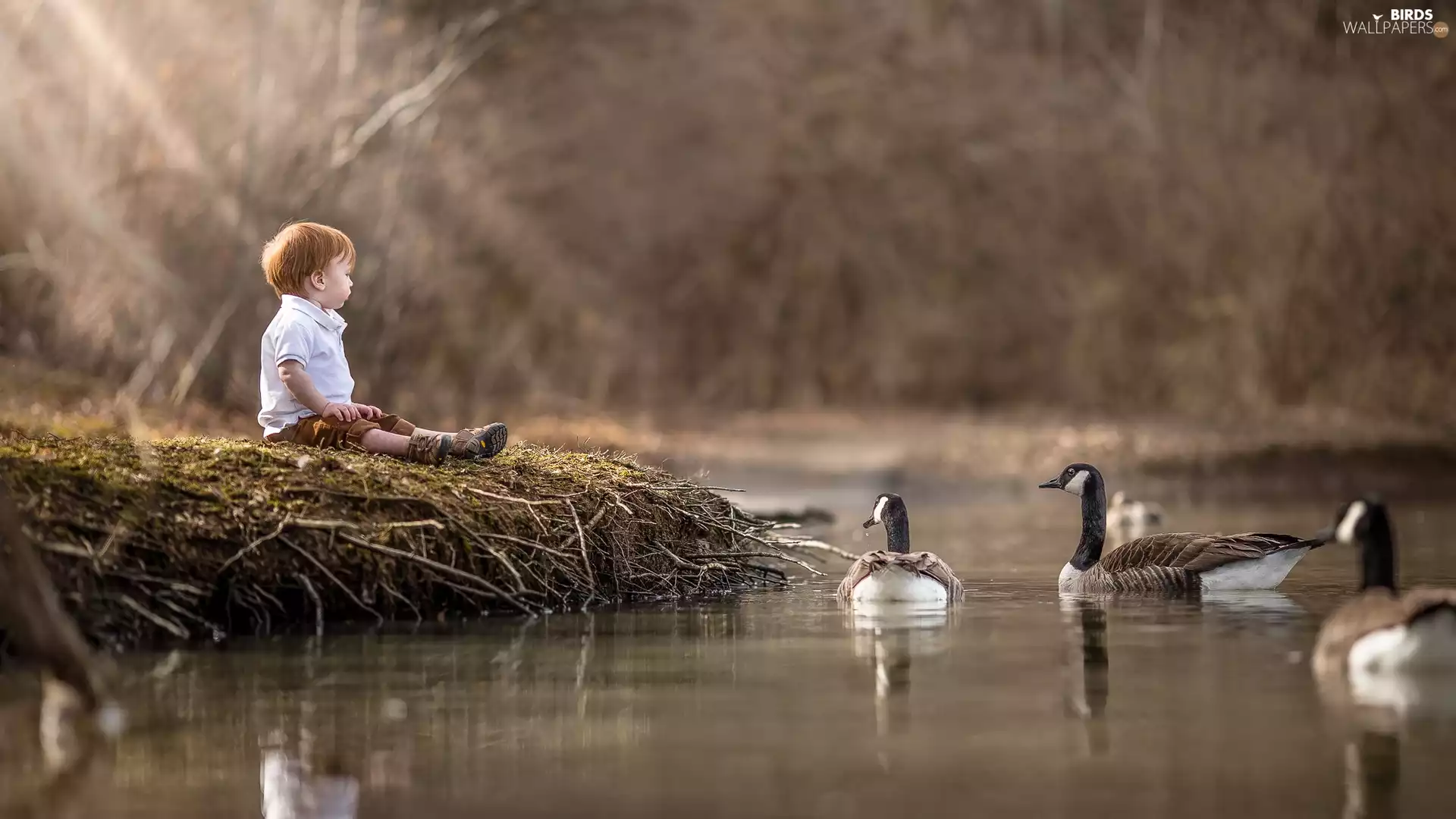 Kid, Canada Goose, water, geese