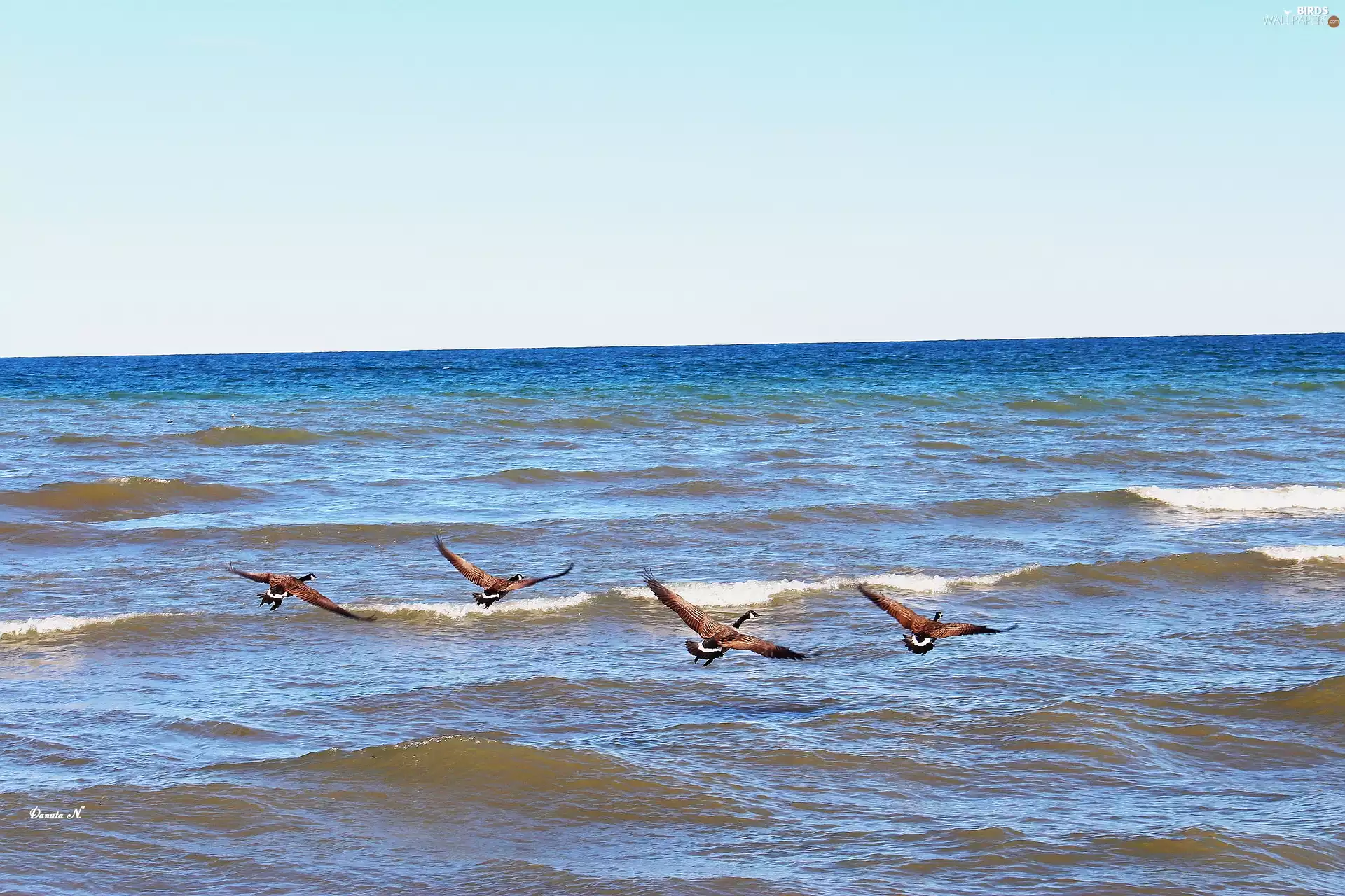 geese, lake, Ontario, Canada, Canadian, Waves