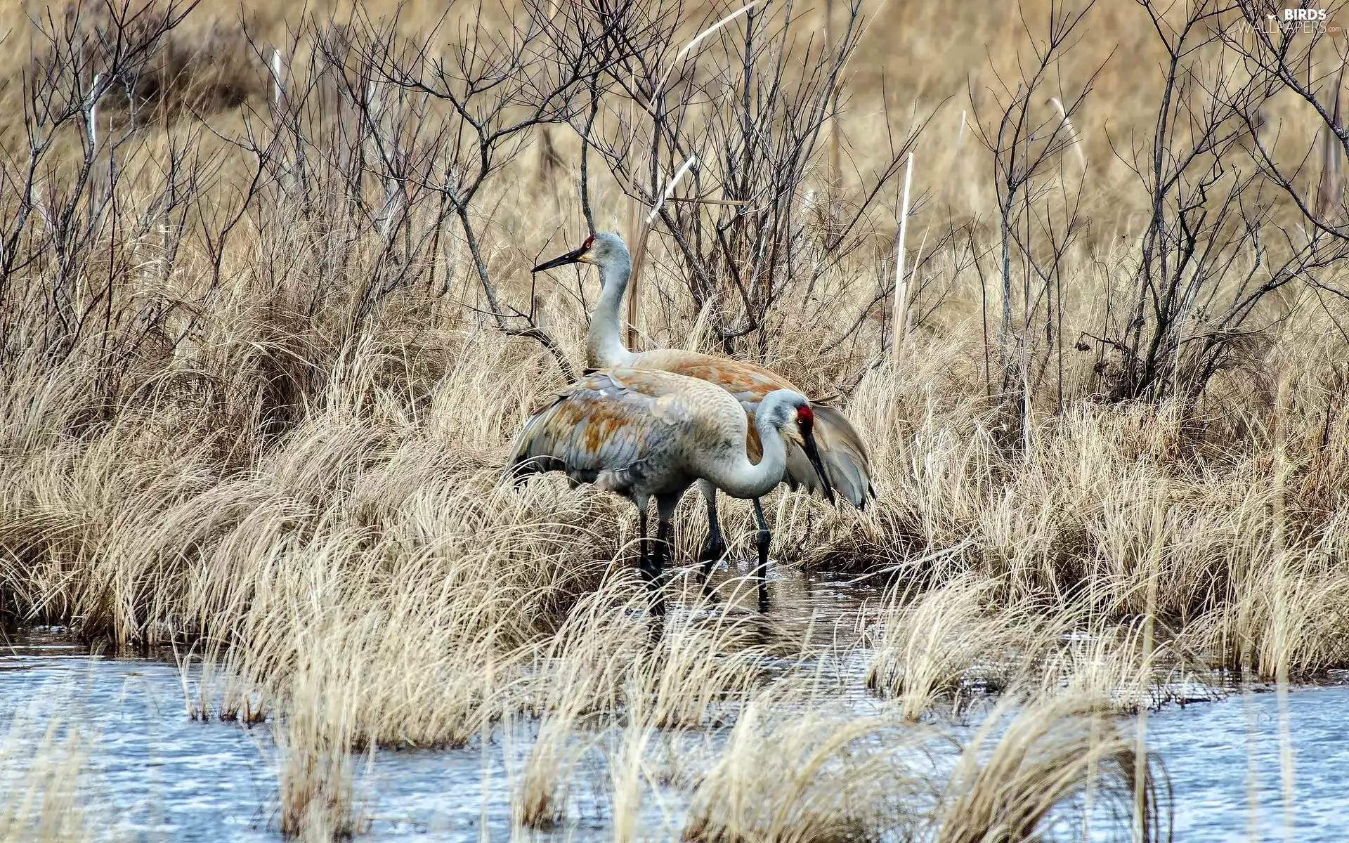 cranes, lake, scrub, Canadian