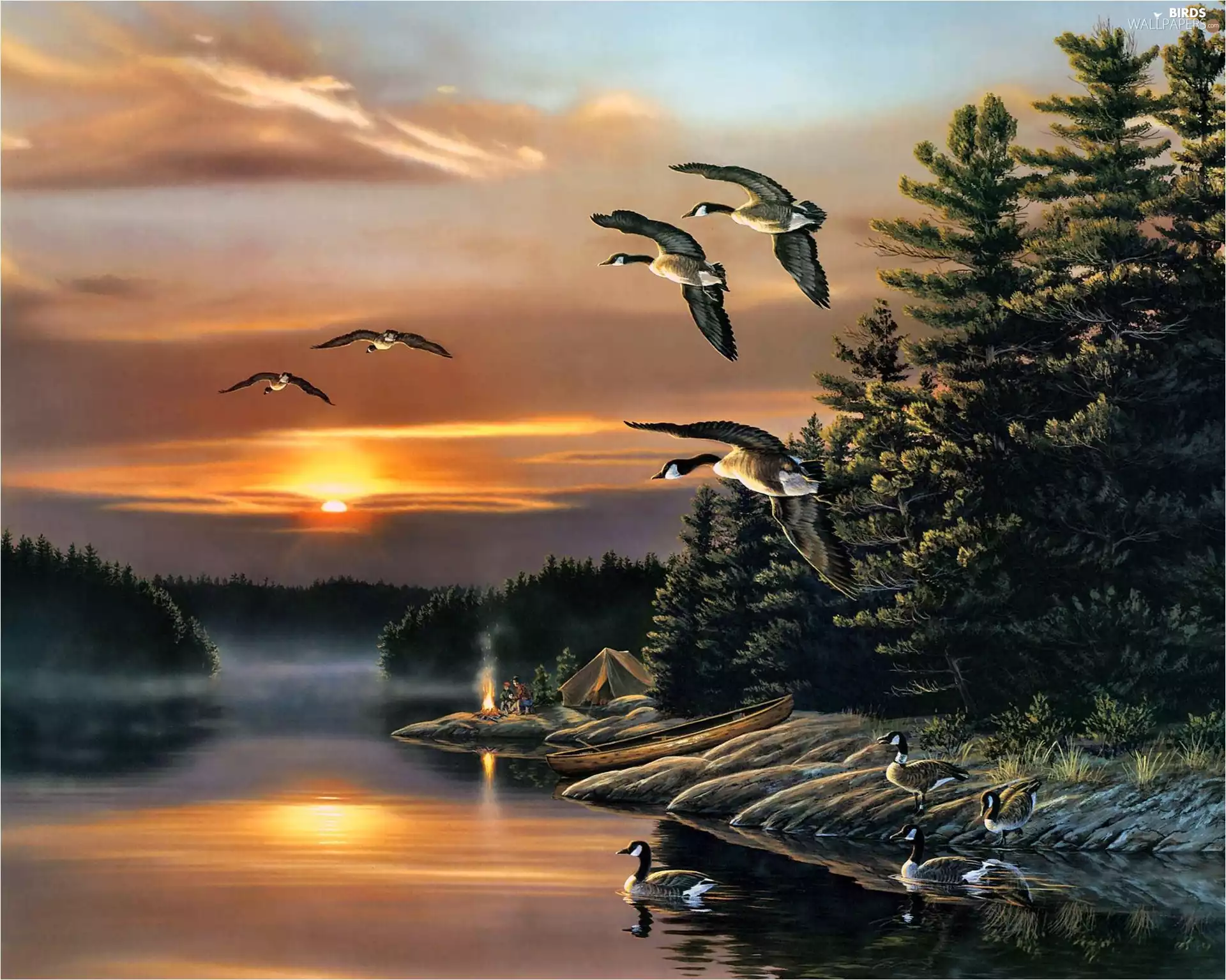 geese, water, forest, Canadian