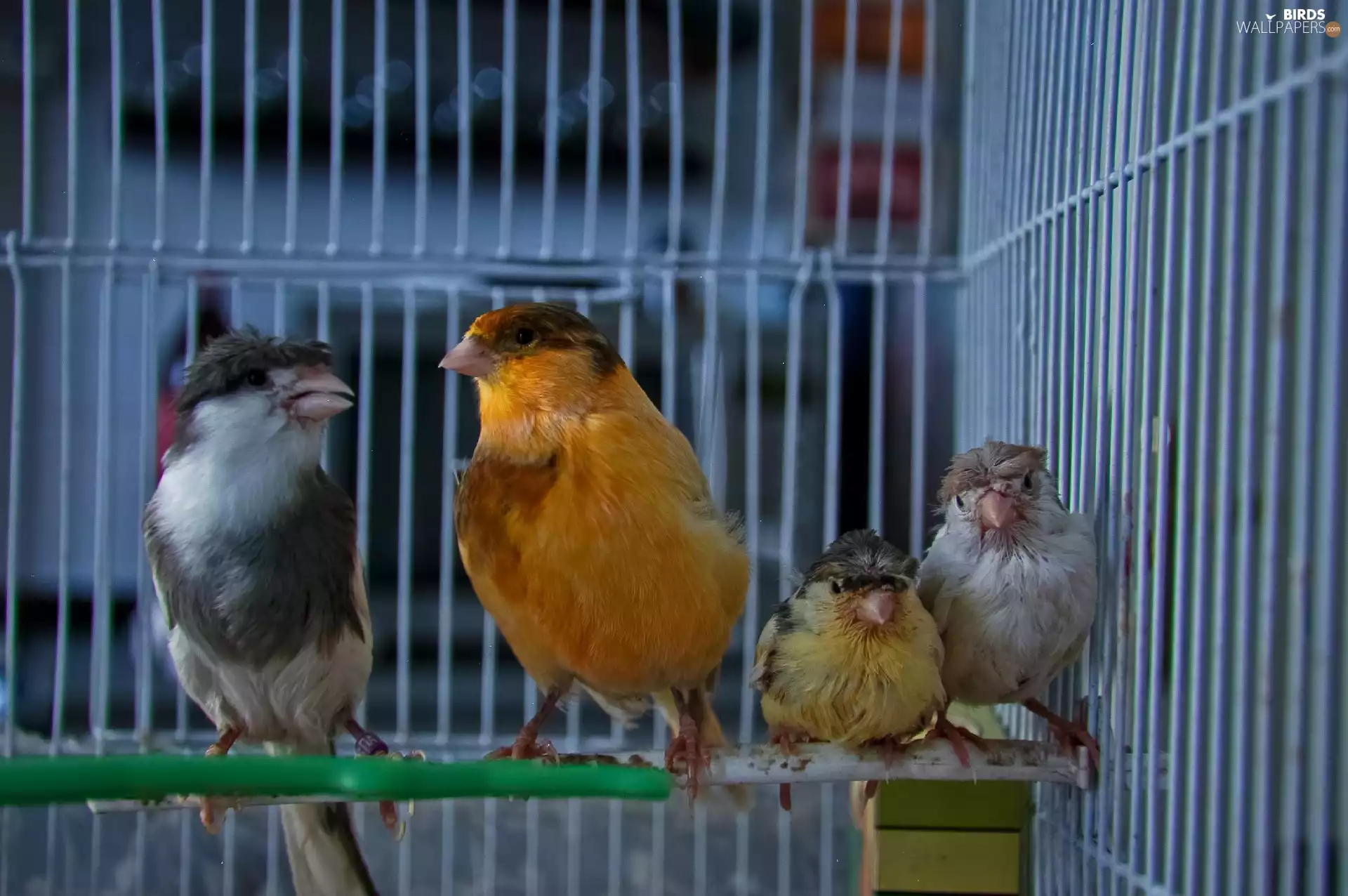 Canaries, Cage