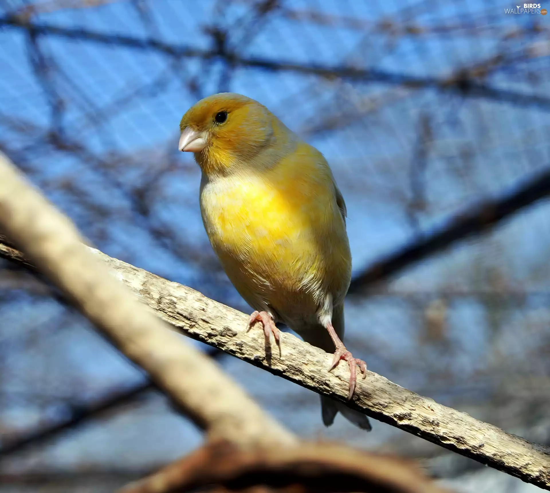 canary, twig