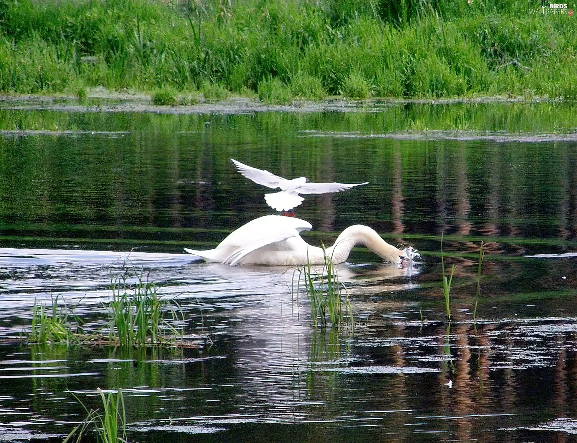 Cane, Swan, lake