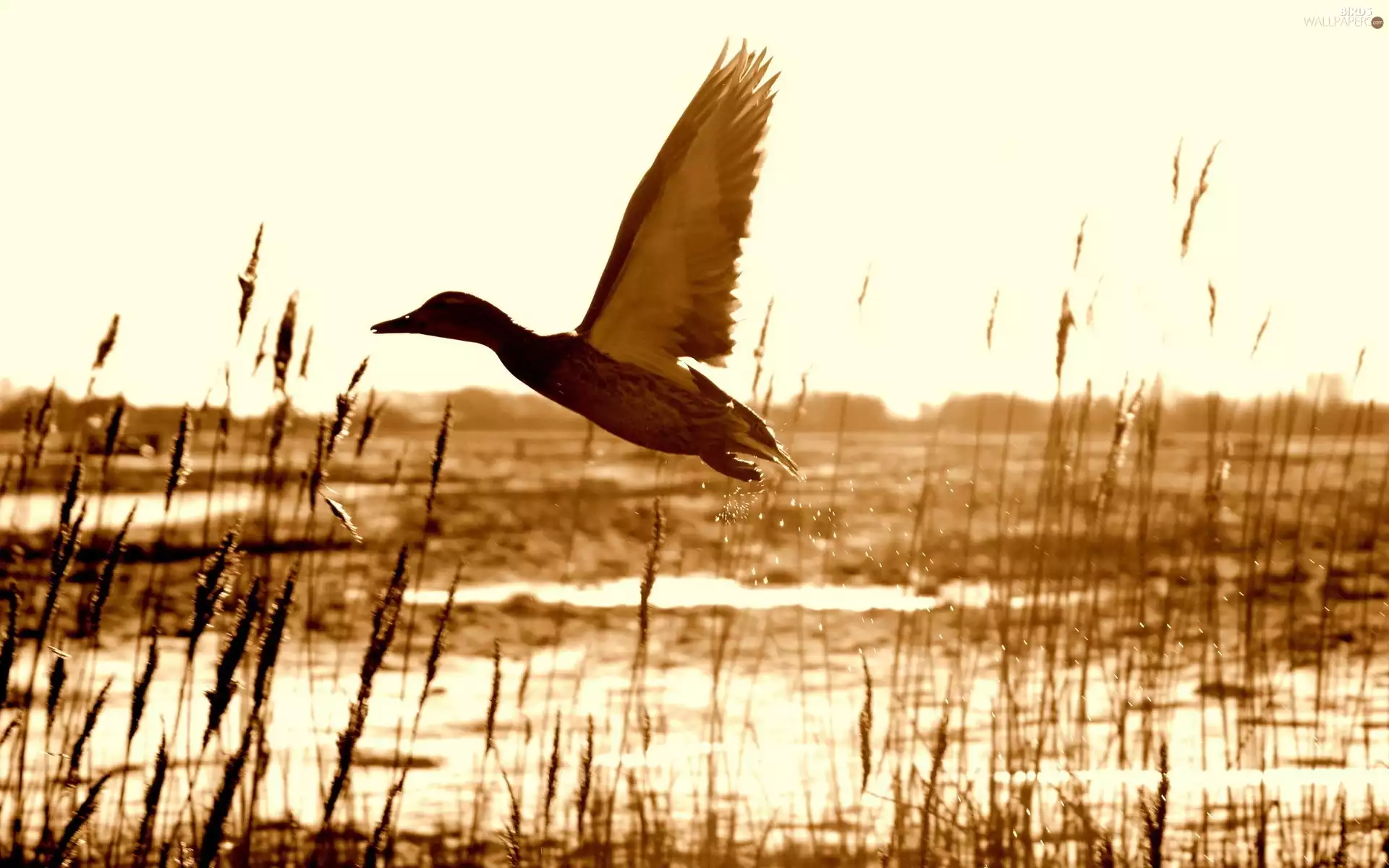 cane, goose, marshland