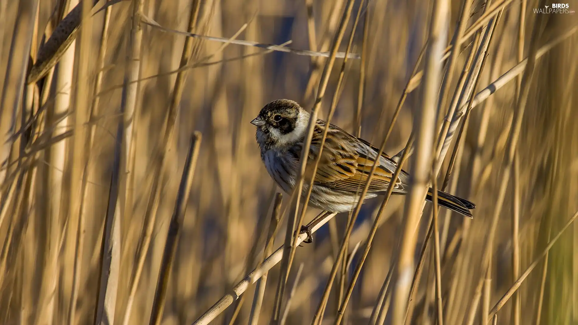 Cane, Bird, sparrow