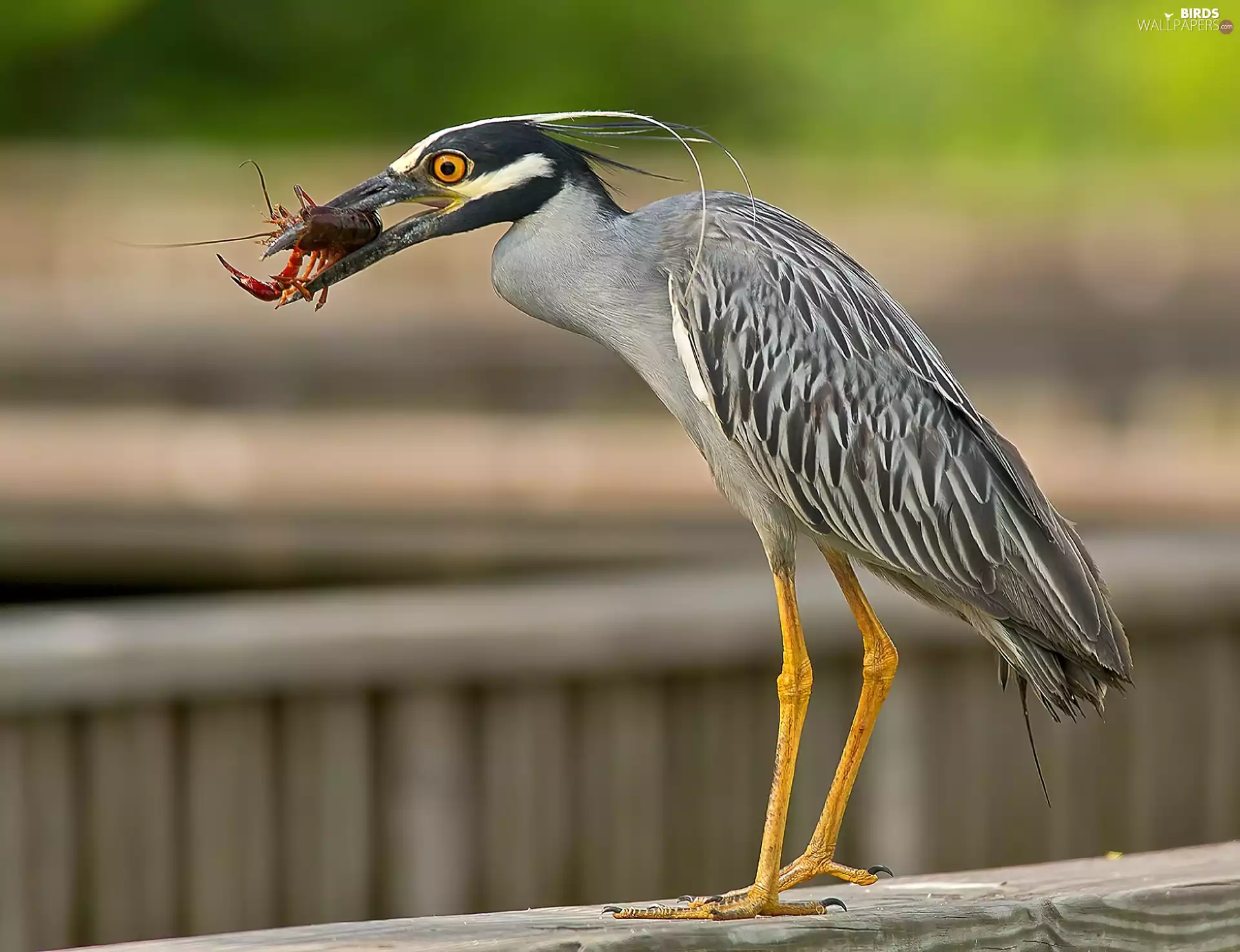 canker, heron, Heron