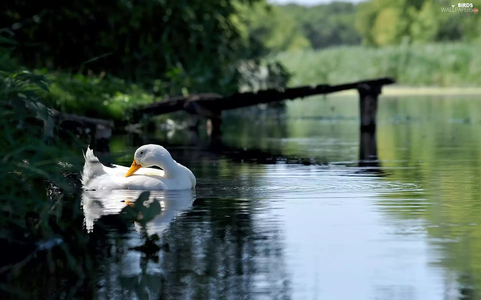 duck, lake, Pond - car