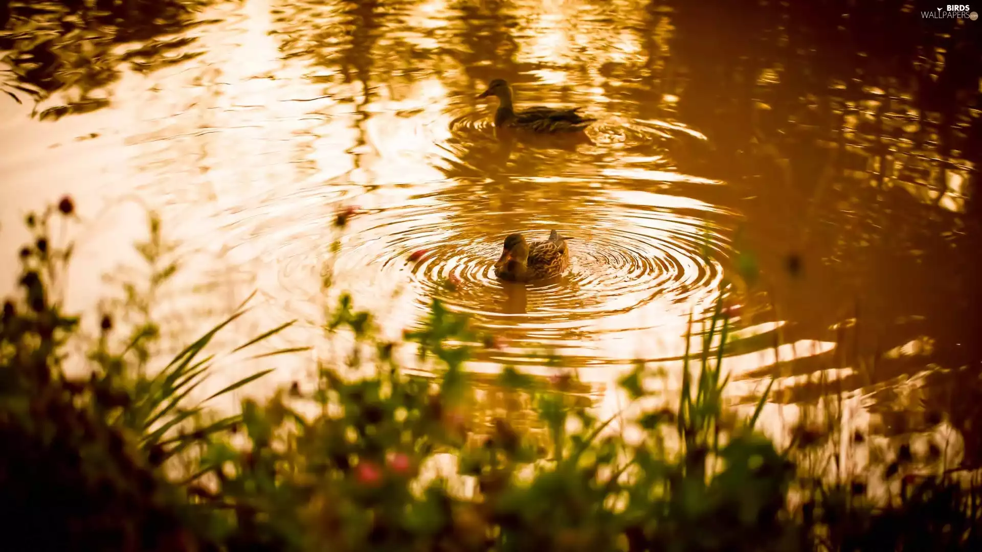 ducks, lake, Pond - car