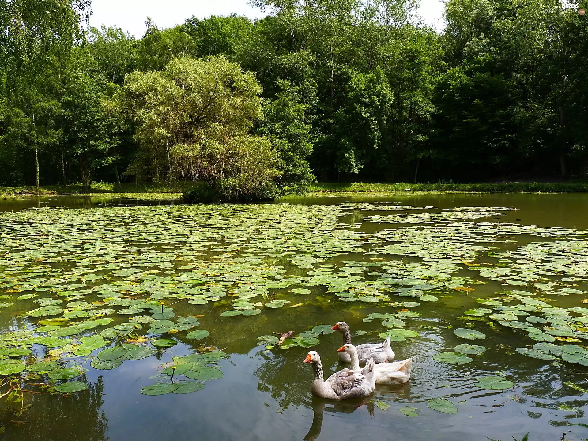 geese, Park, Pond - car