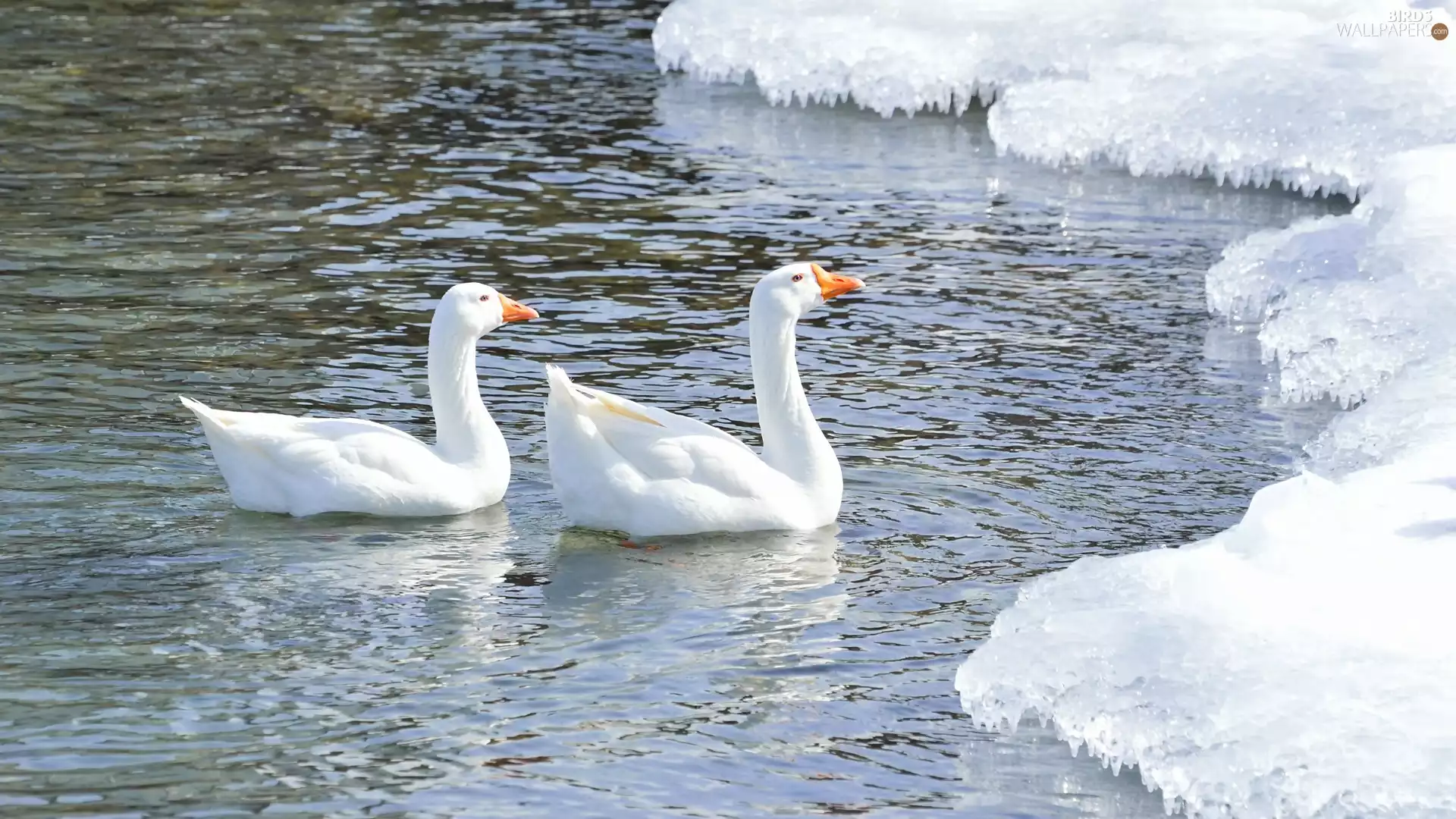 geese, winter, Pond - car