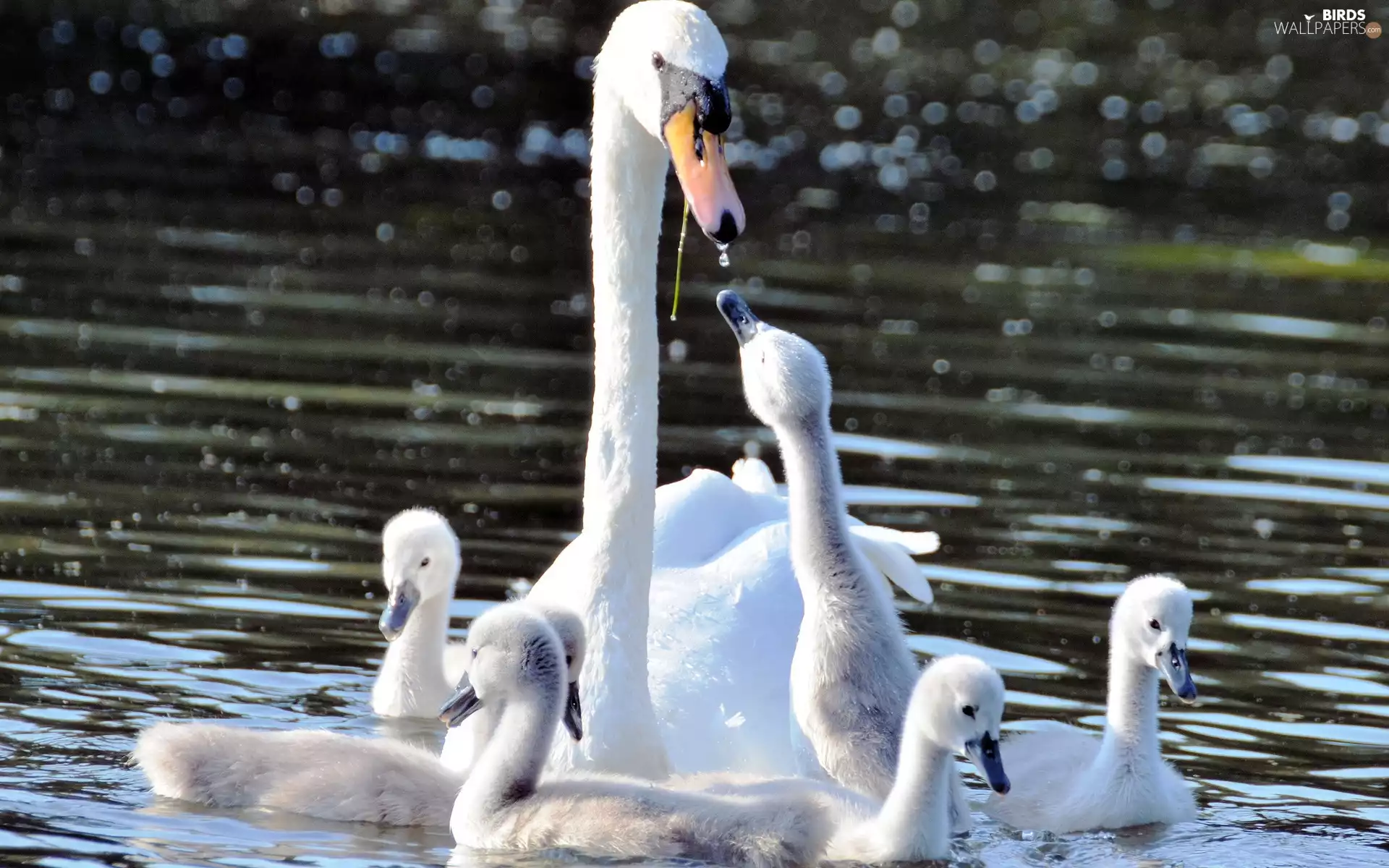 Park, swanlike, Pond - car
