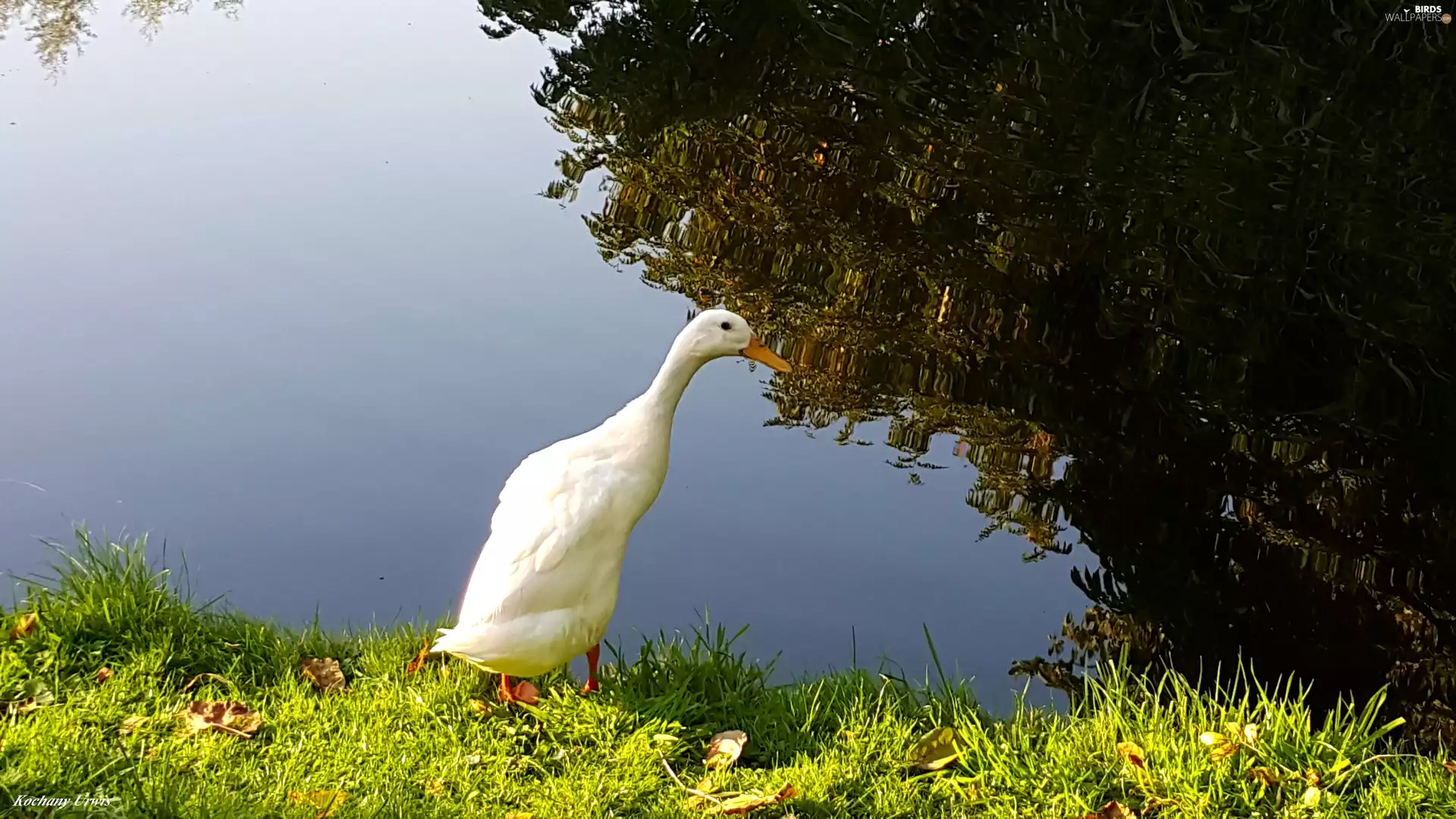 Pond - car, reflection, trees, duck