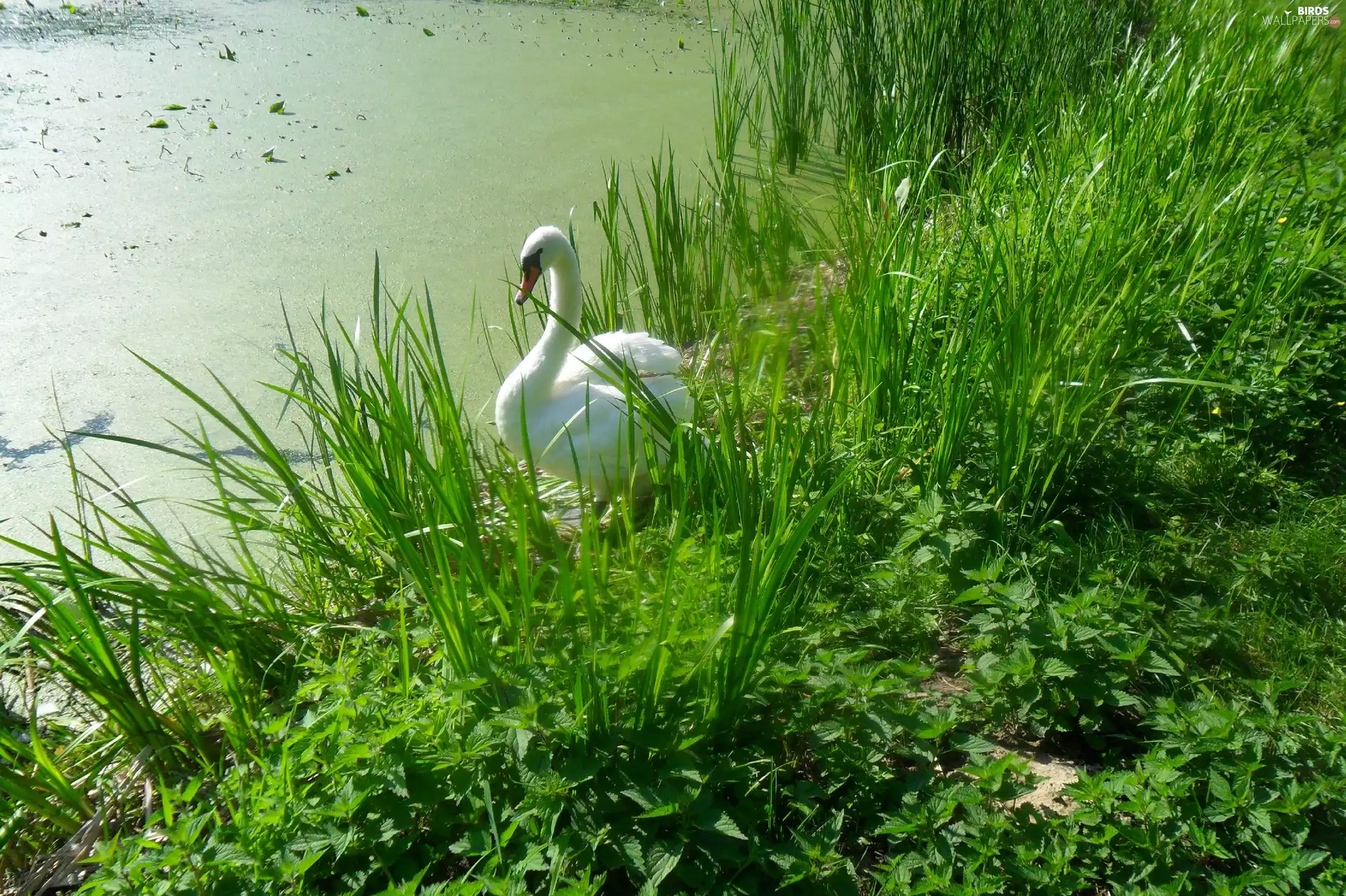 scrub, Swans, Pond - car