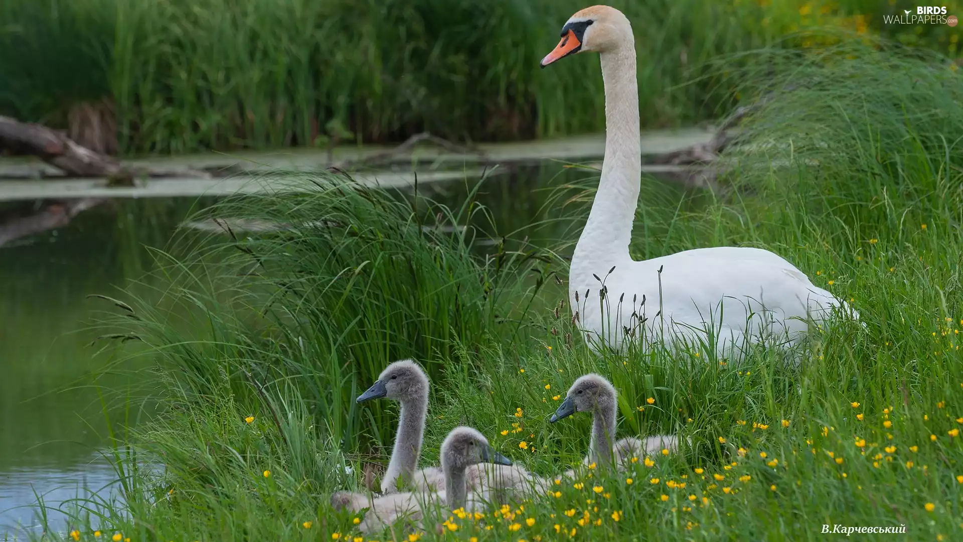 Pond - car, Swan, young, grass
