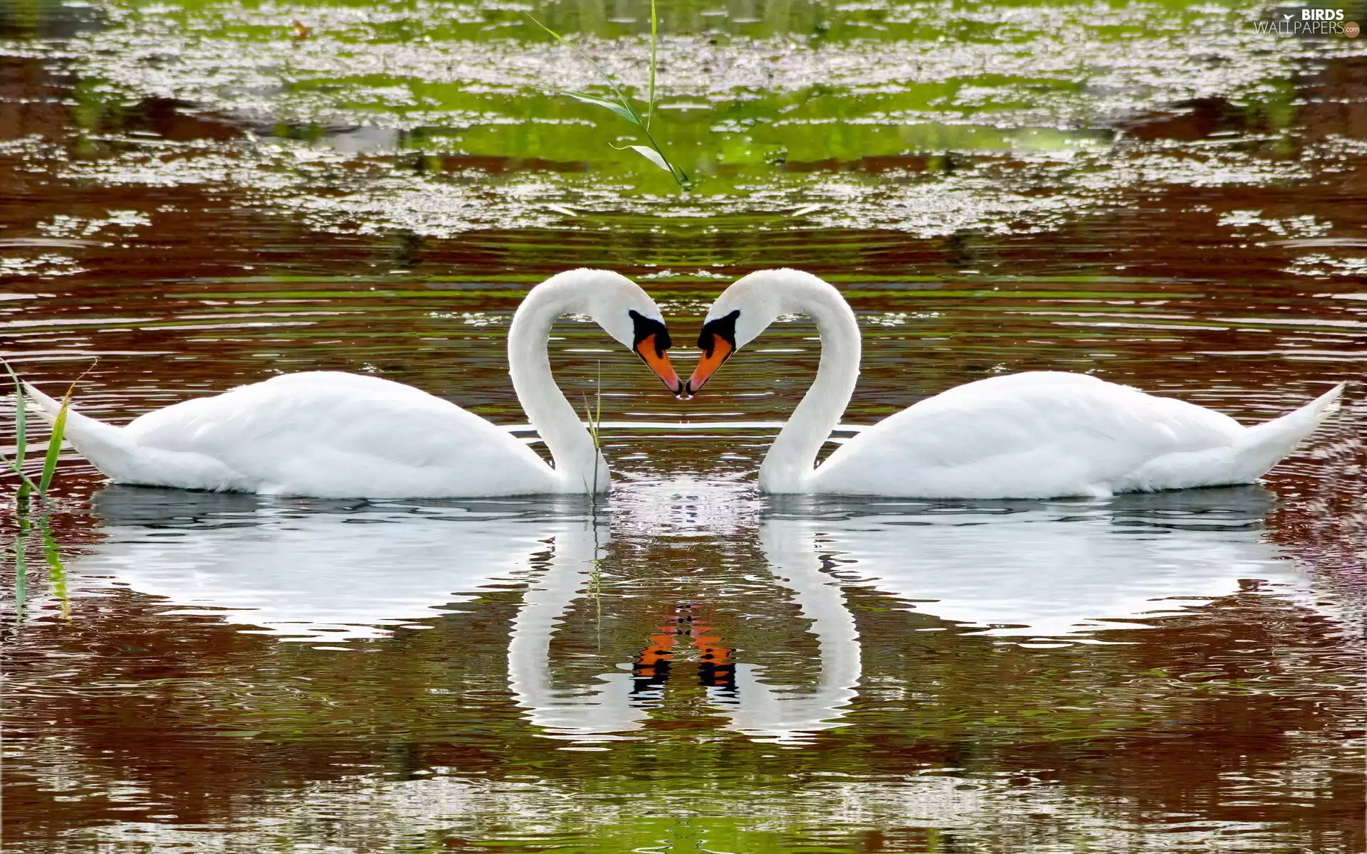 Two cars, Pond - car, Park, Swan