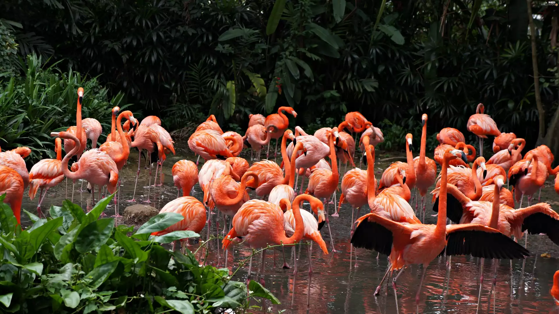 zoo, Flamingos, Pond - car