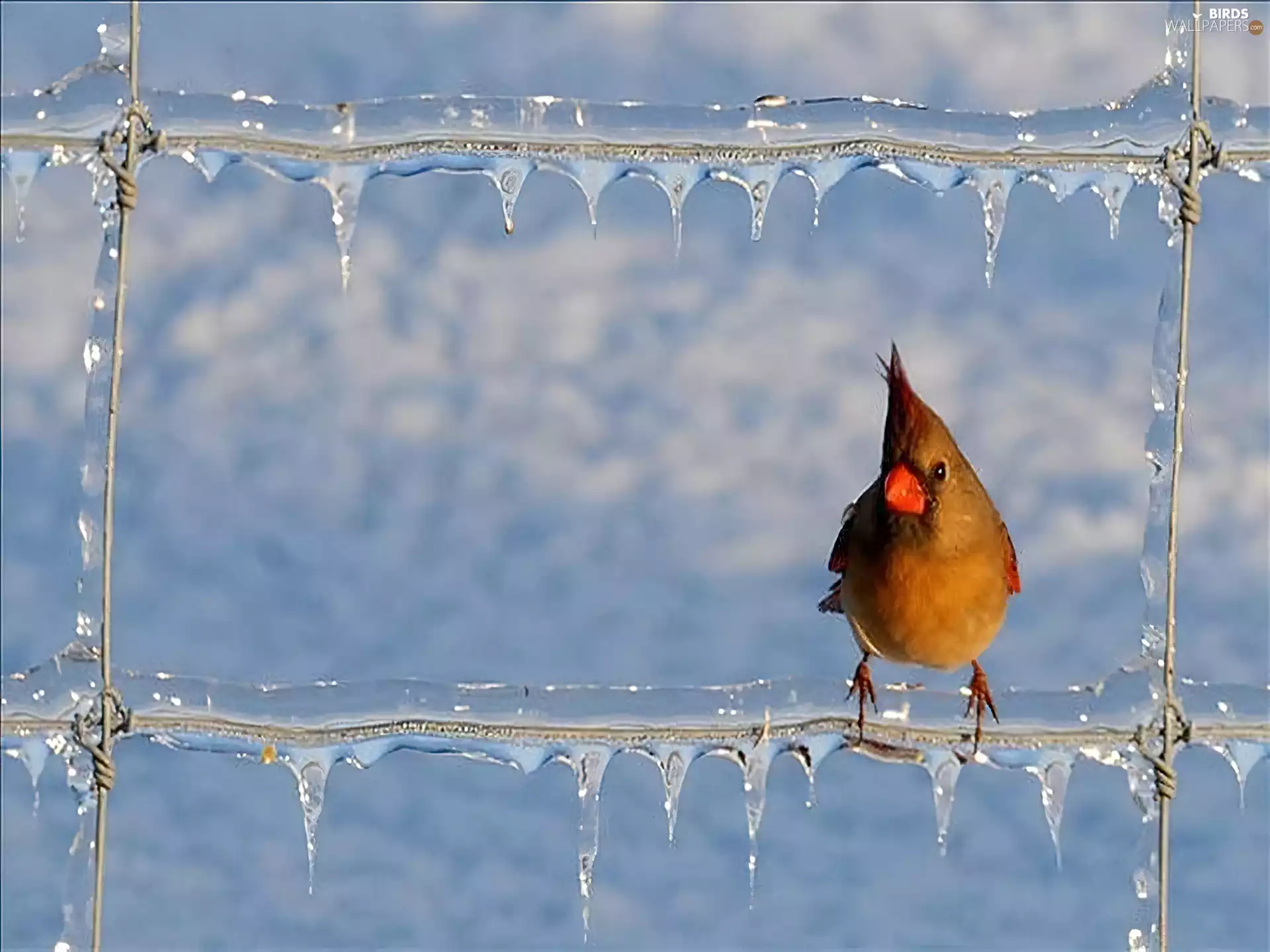 Bird, Fance, Icecream, cardinal