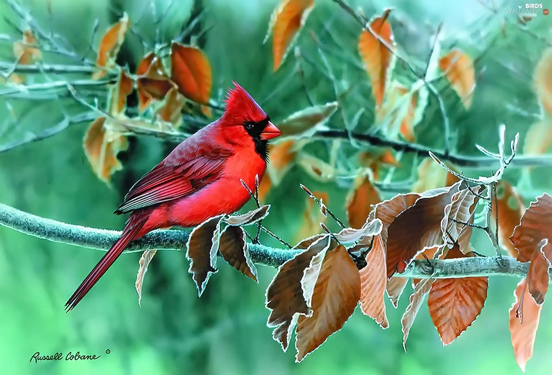 Bird, frozen, Leaves, cardinal