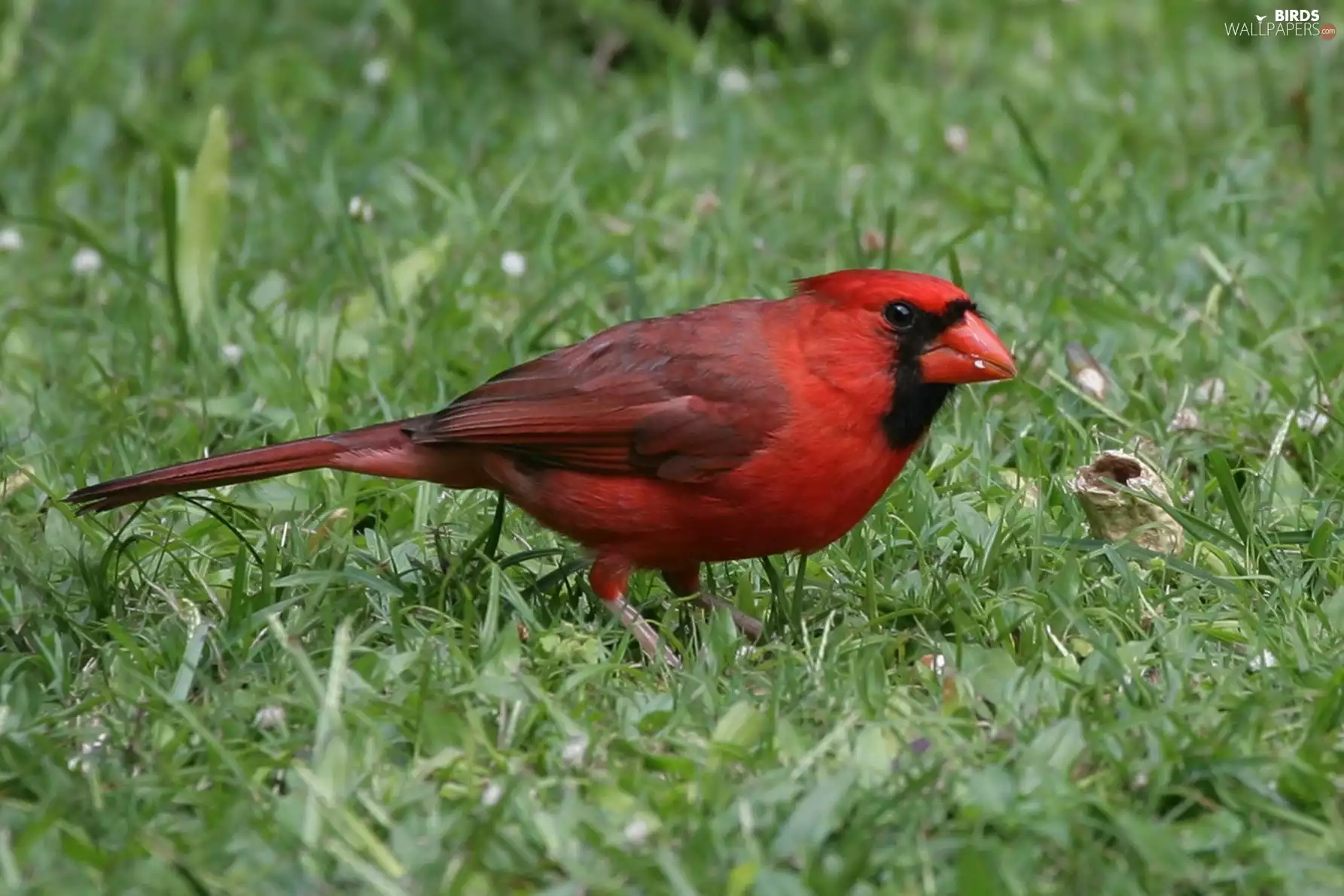 Bird, male, Meadow, cardinal