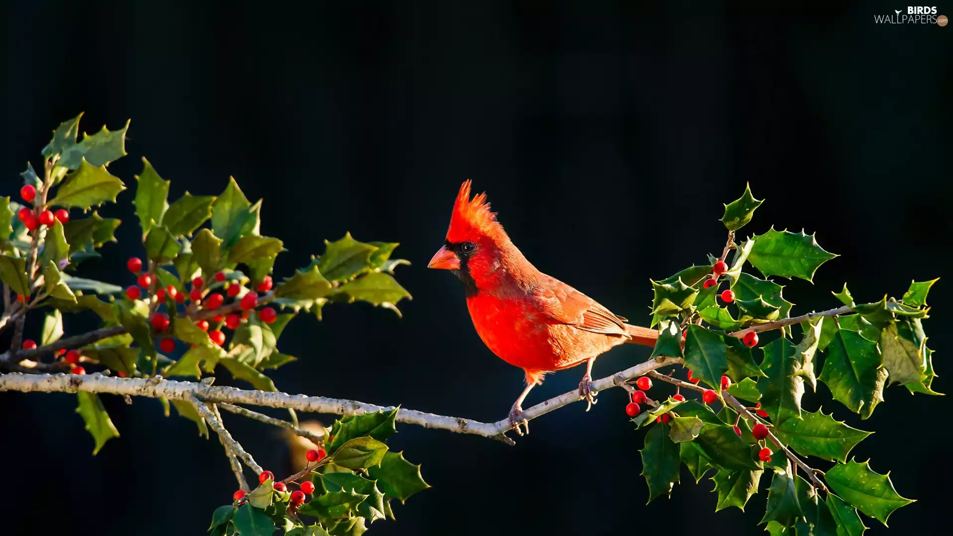 blueberries, Red, Northern Cardinal, branch, Bird