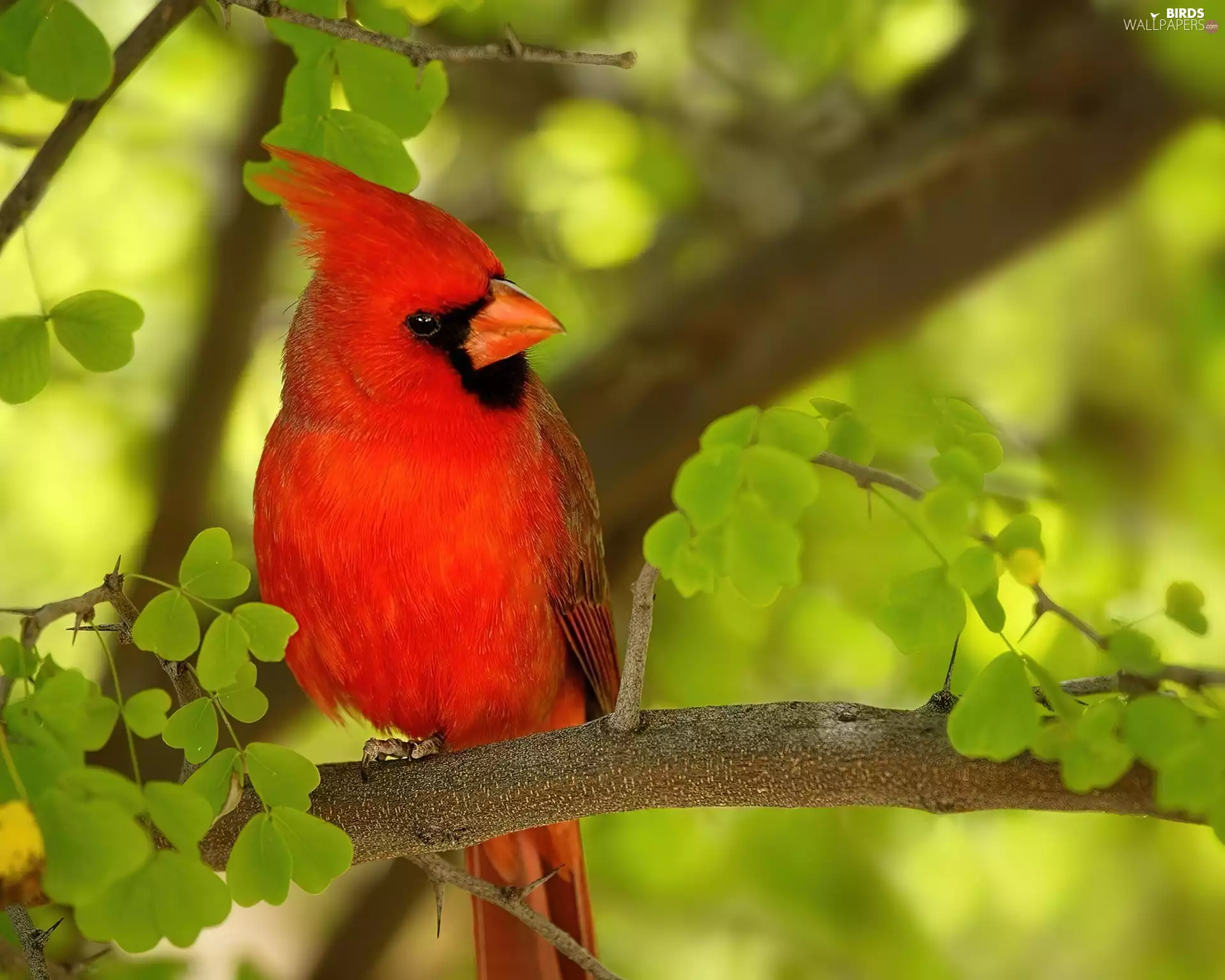 cardinal, Red, Bird