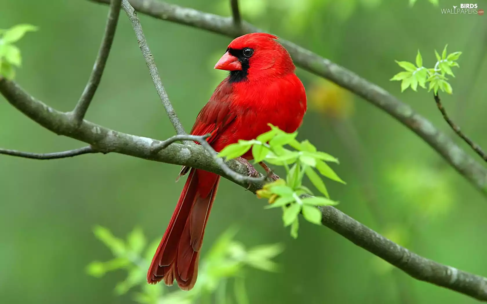 cardinal, twig, Bird
