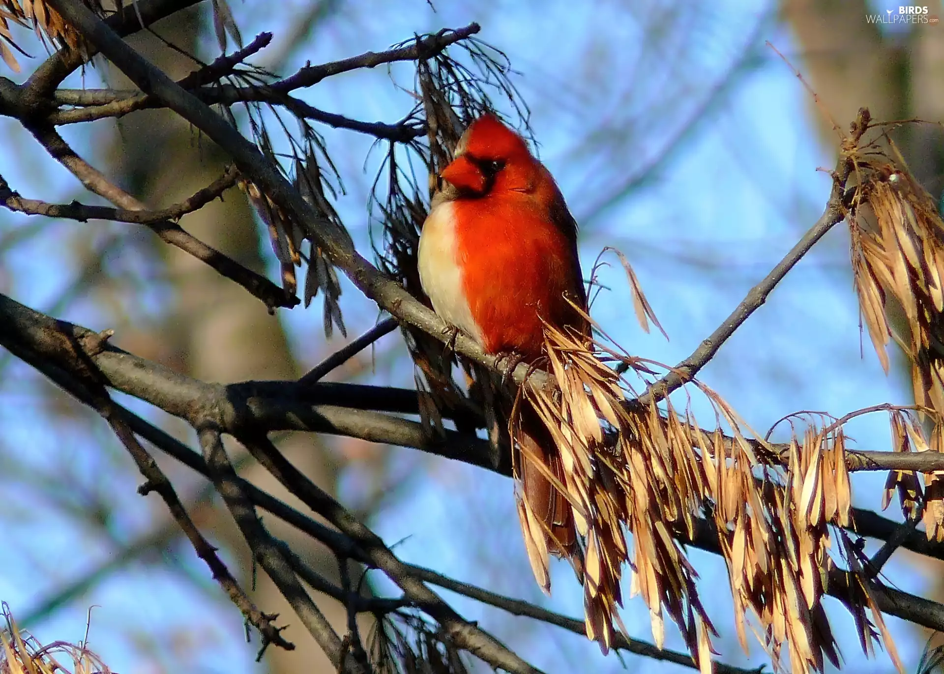 cardinal, branch pics