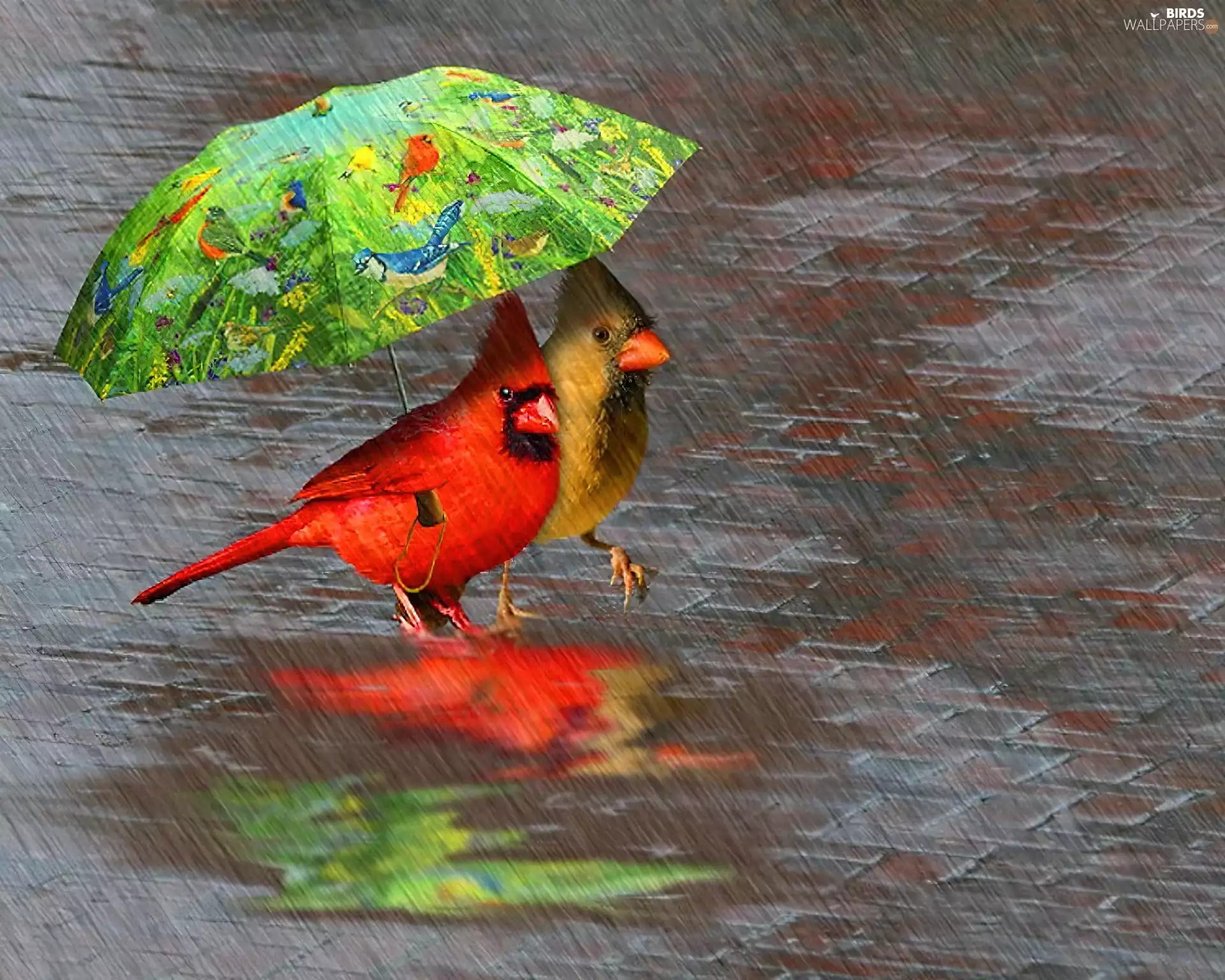 cardinal, Umbrella, Rain