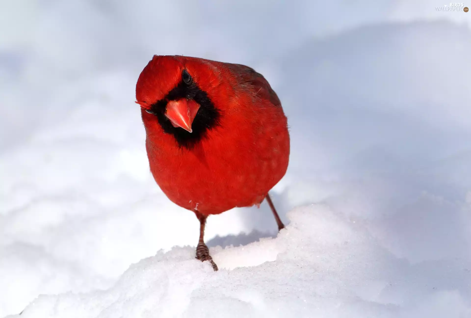 cardinal, snow