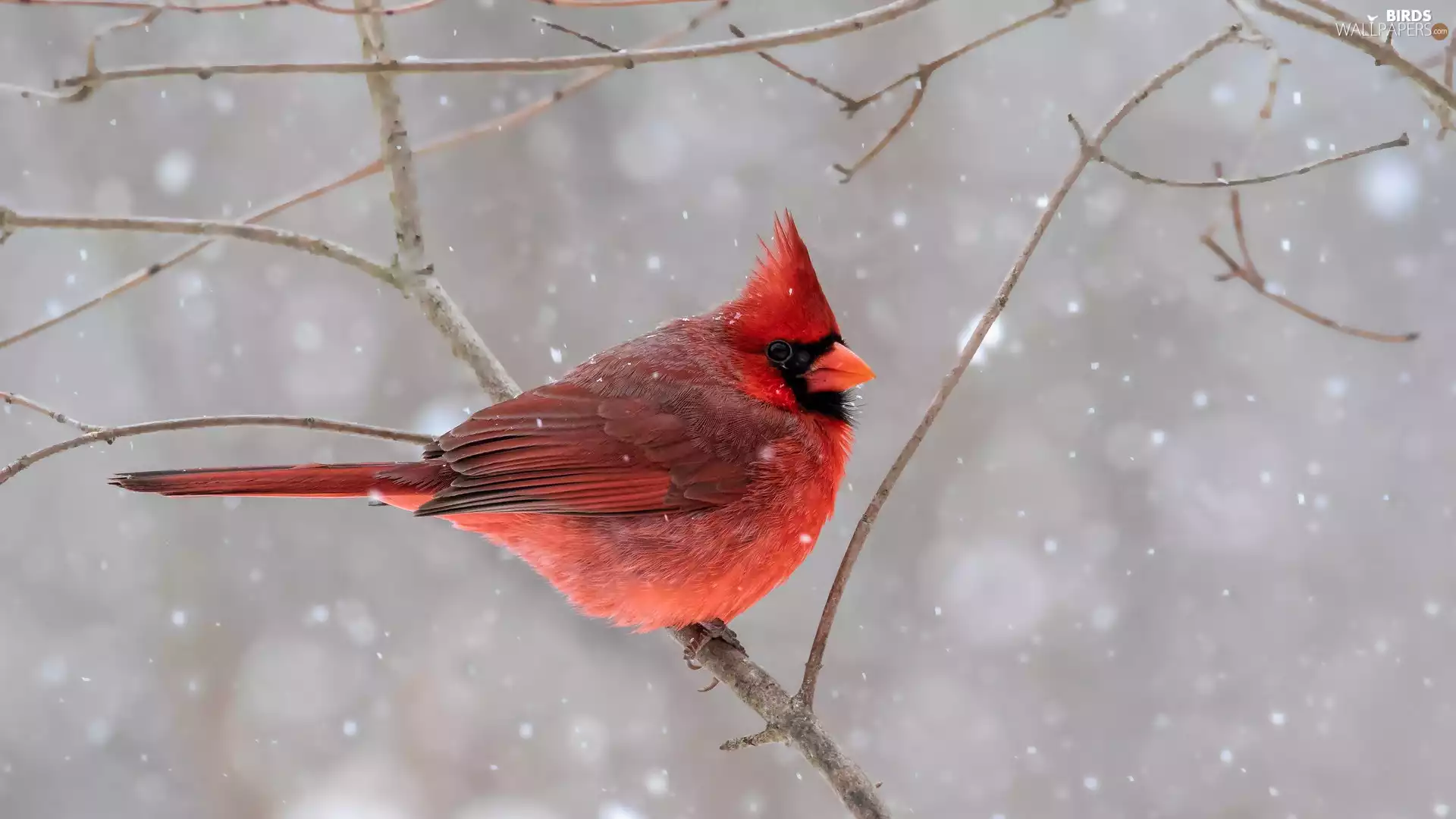 twig, Bird, Northern Cardinal