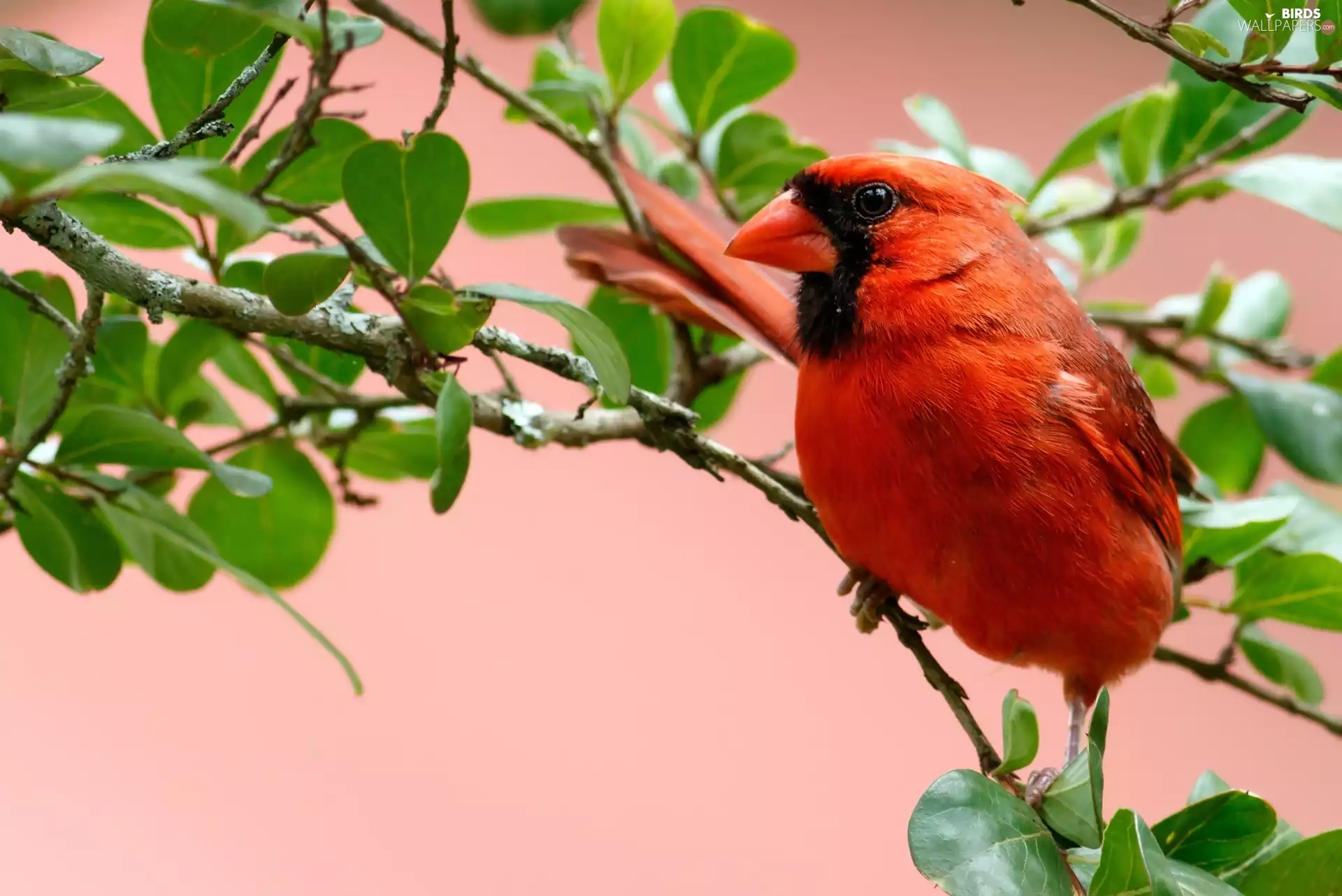 cardinal, Twigs