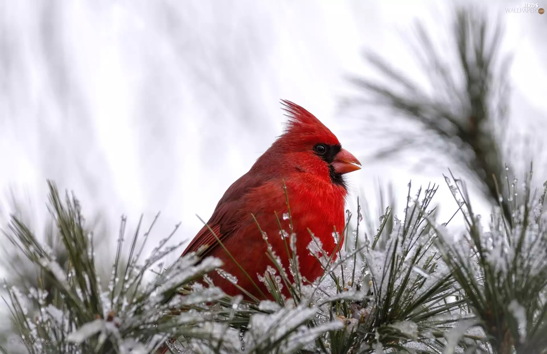 cardinal